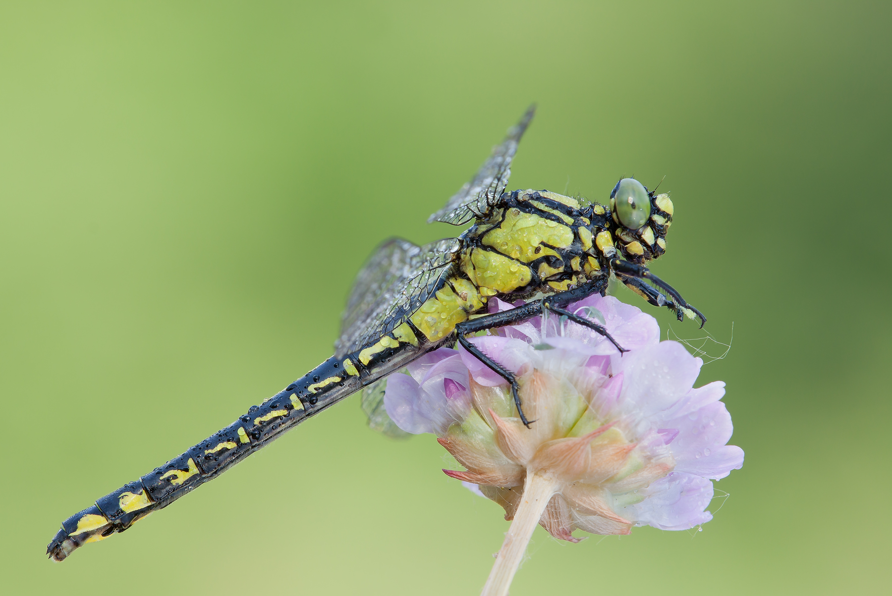 Gomphus vulgatissimus