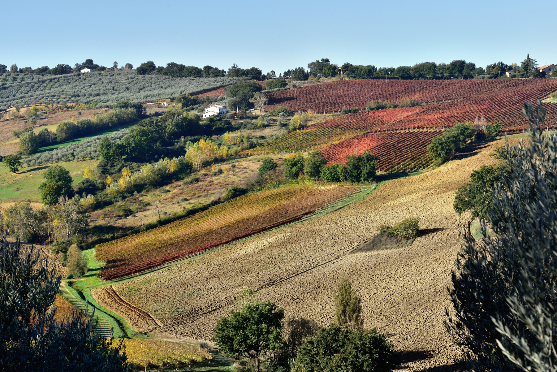 Sagrantino vineyards in November