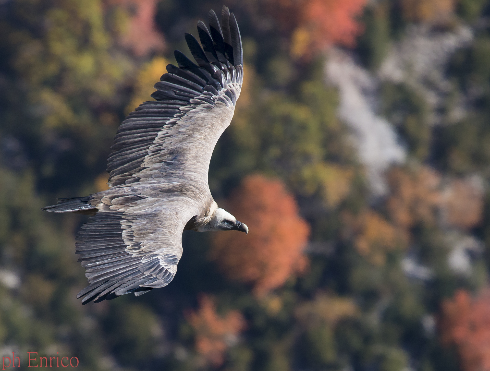 Grifone tra i colori dell'autonno