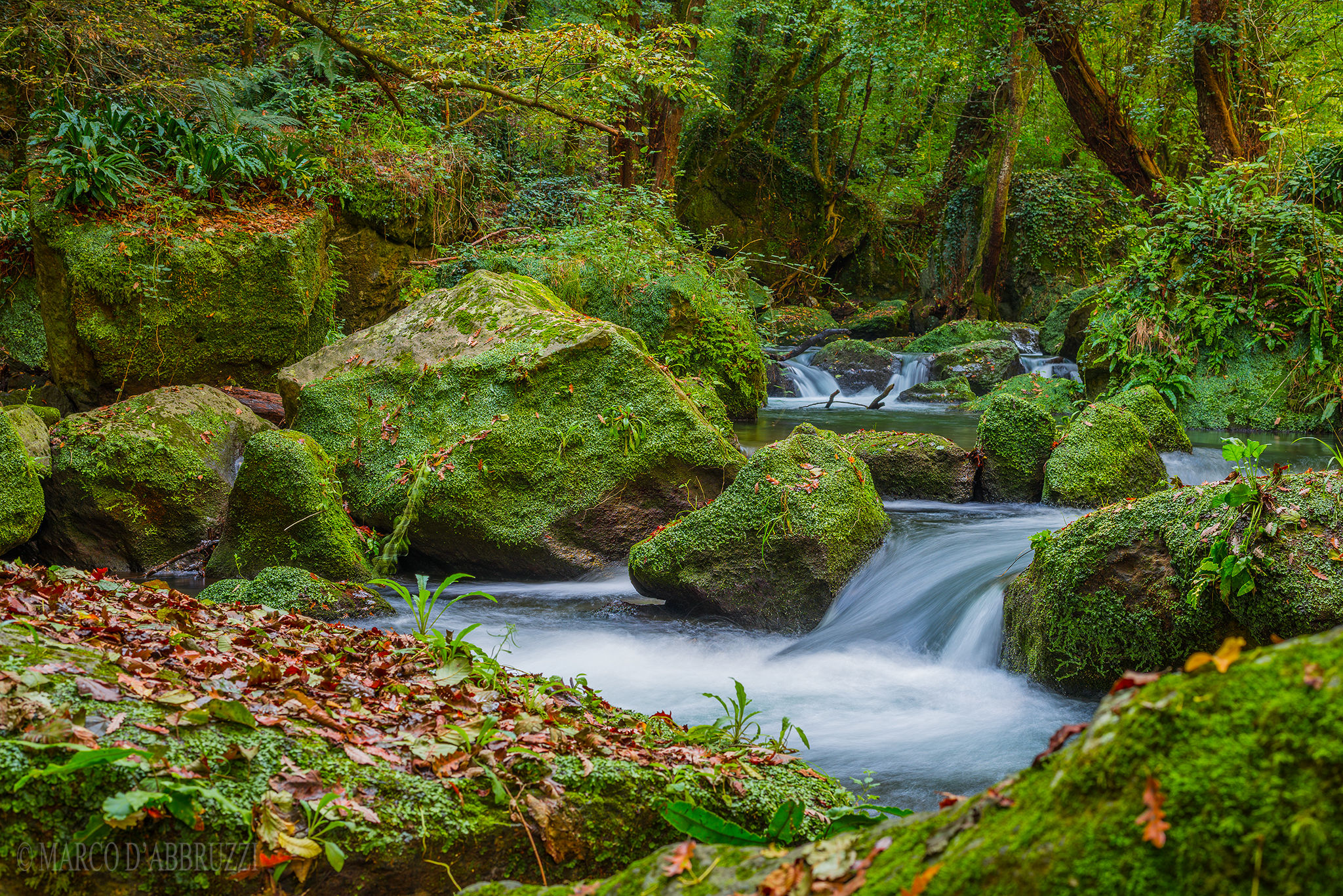Walking in the woods