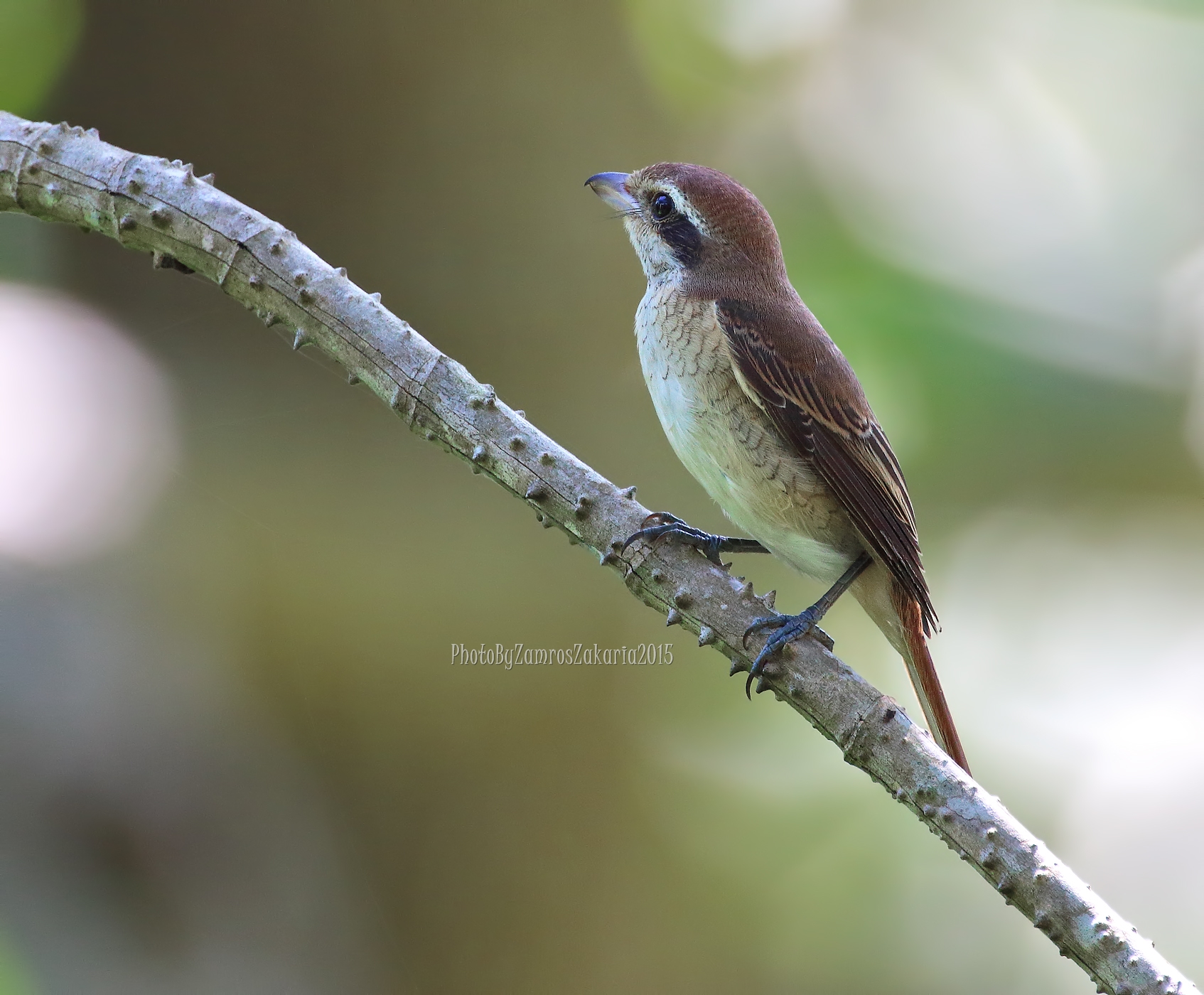 Brown Shrike
