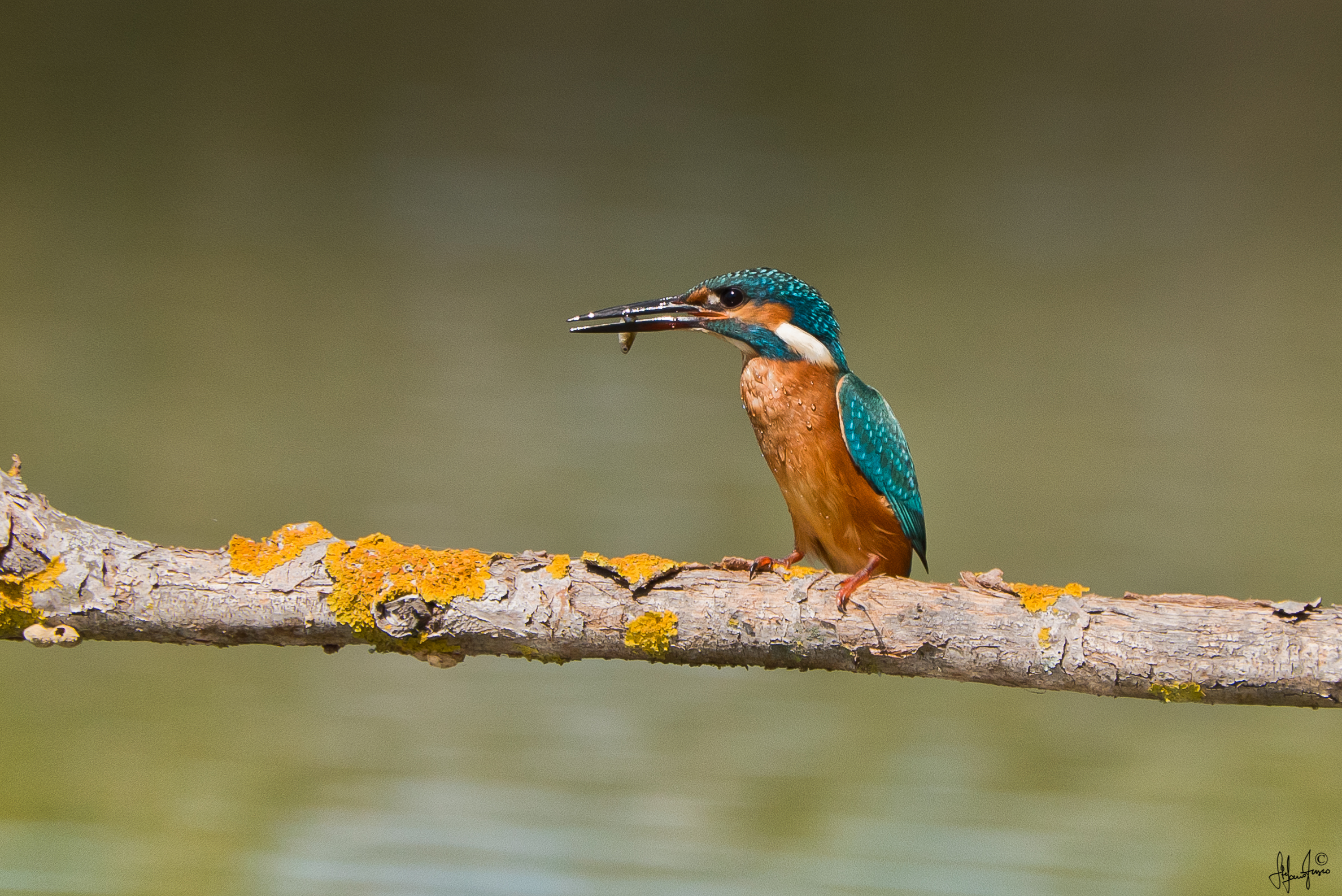 Martin pescatore-6100