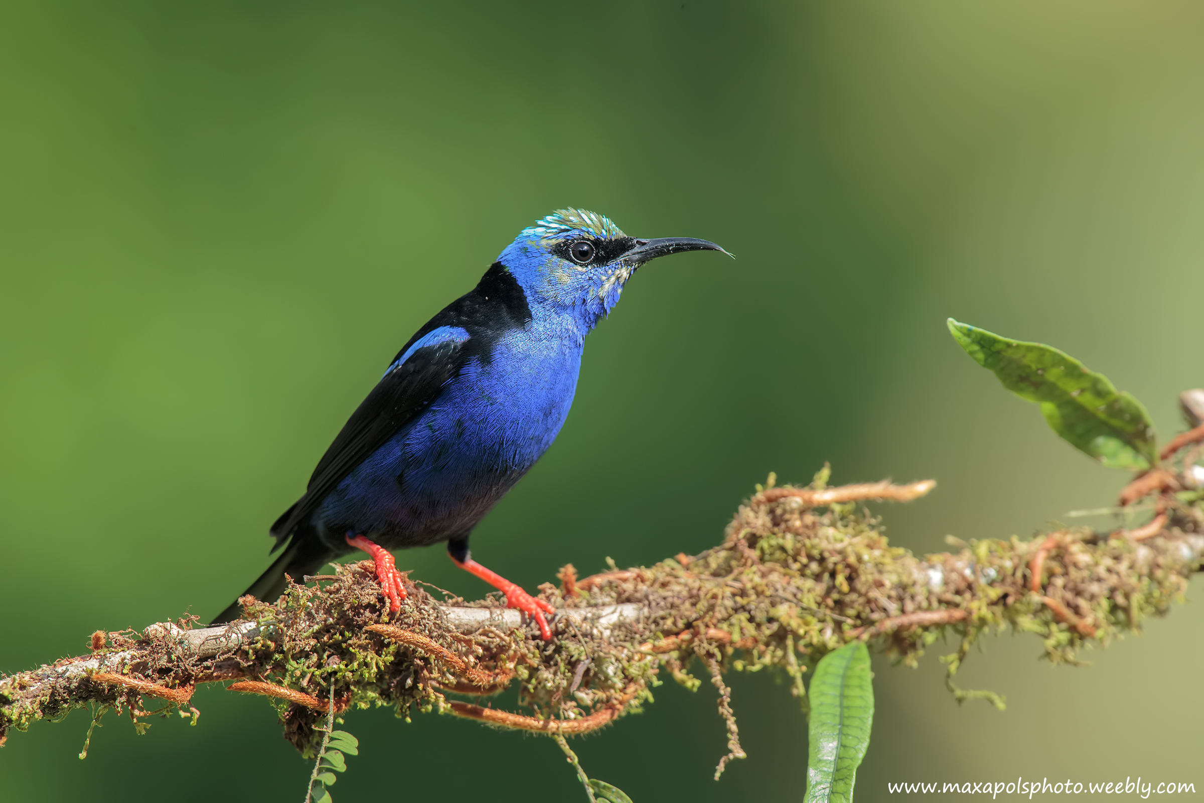 cianerpe zamperosse..