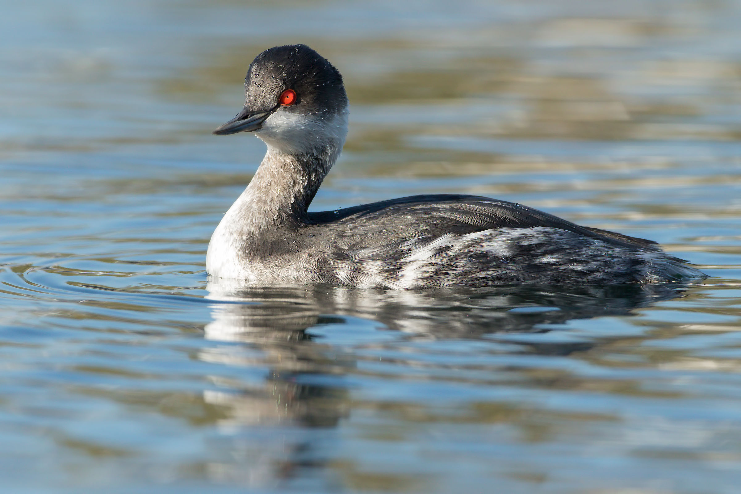 grebe portrait