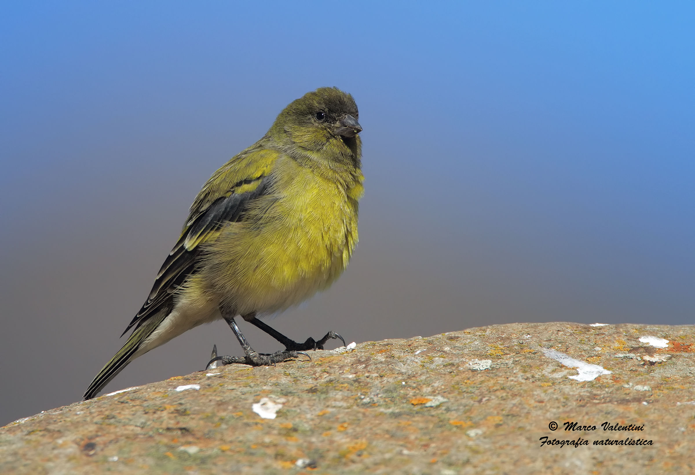 Canary Headed