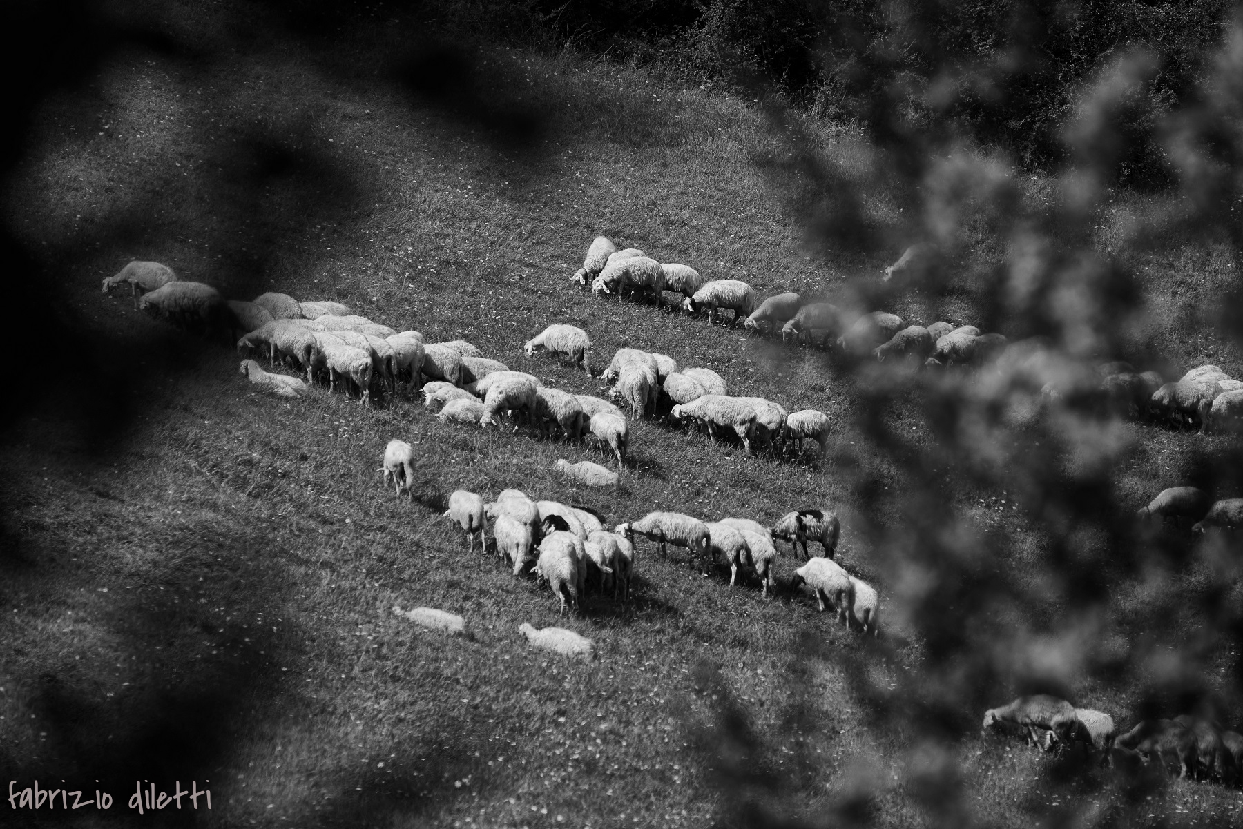 gregge al pascolo
