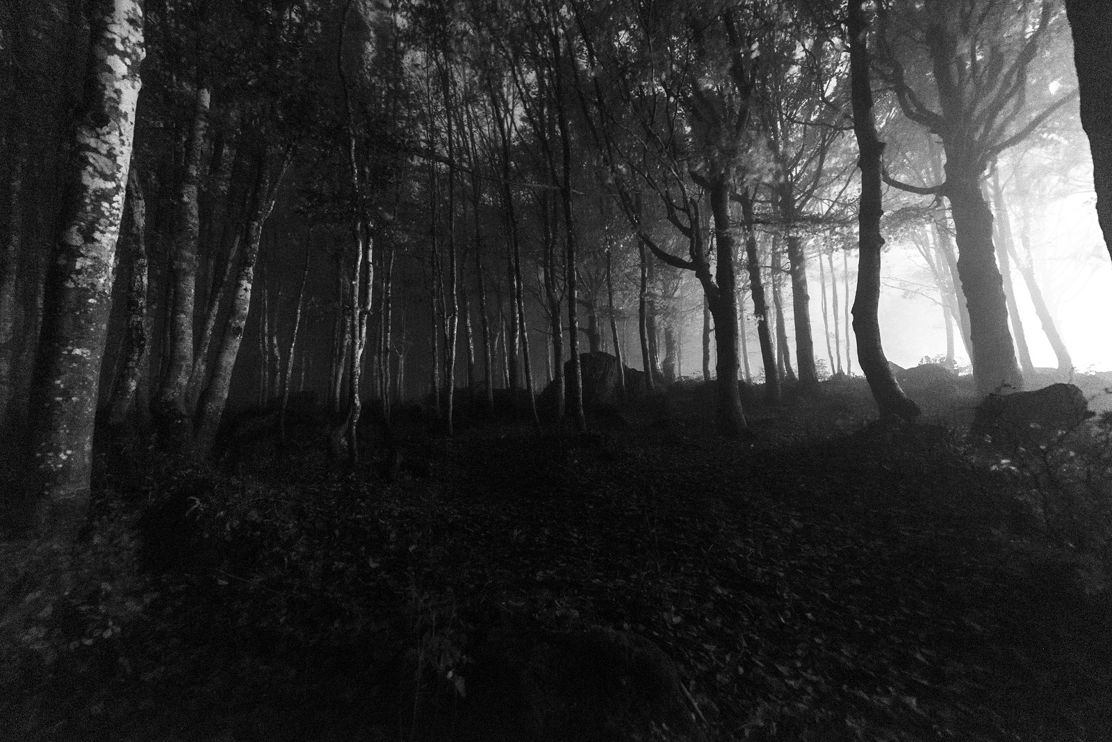 nebbia notturna monte amiata