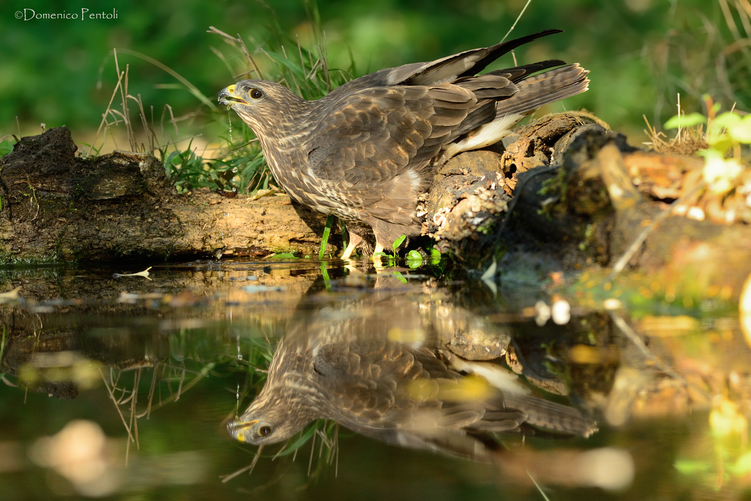 Poiana all'abbeverata