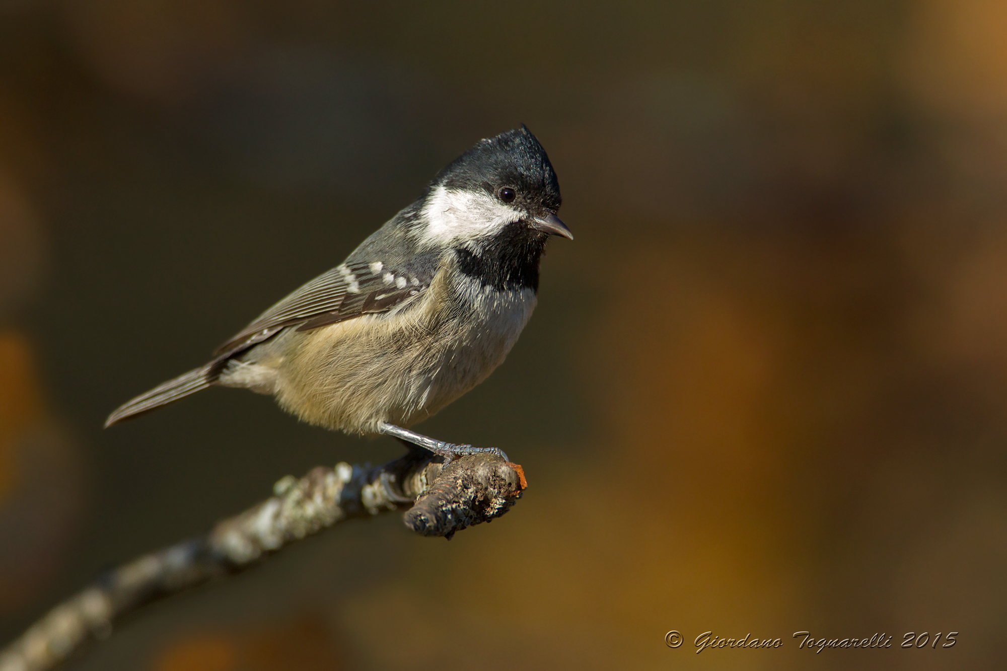 Coal Tit