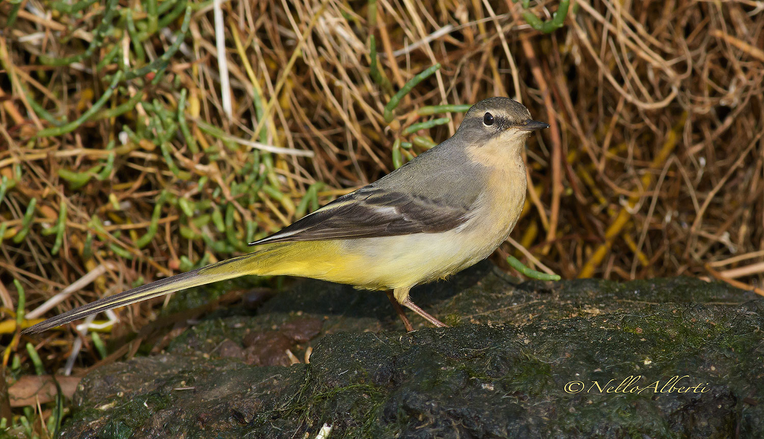 Ballerina gialla  2015