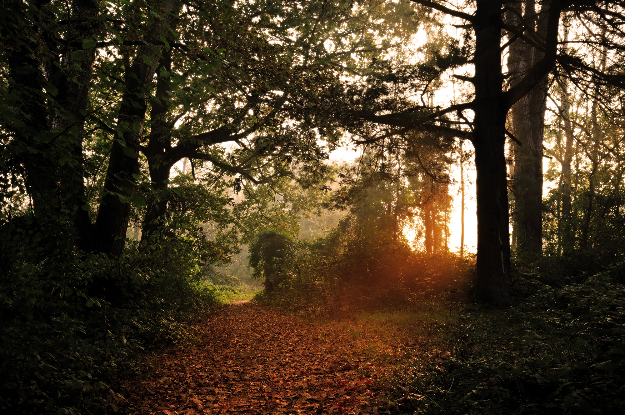 There is a road in the woods ........