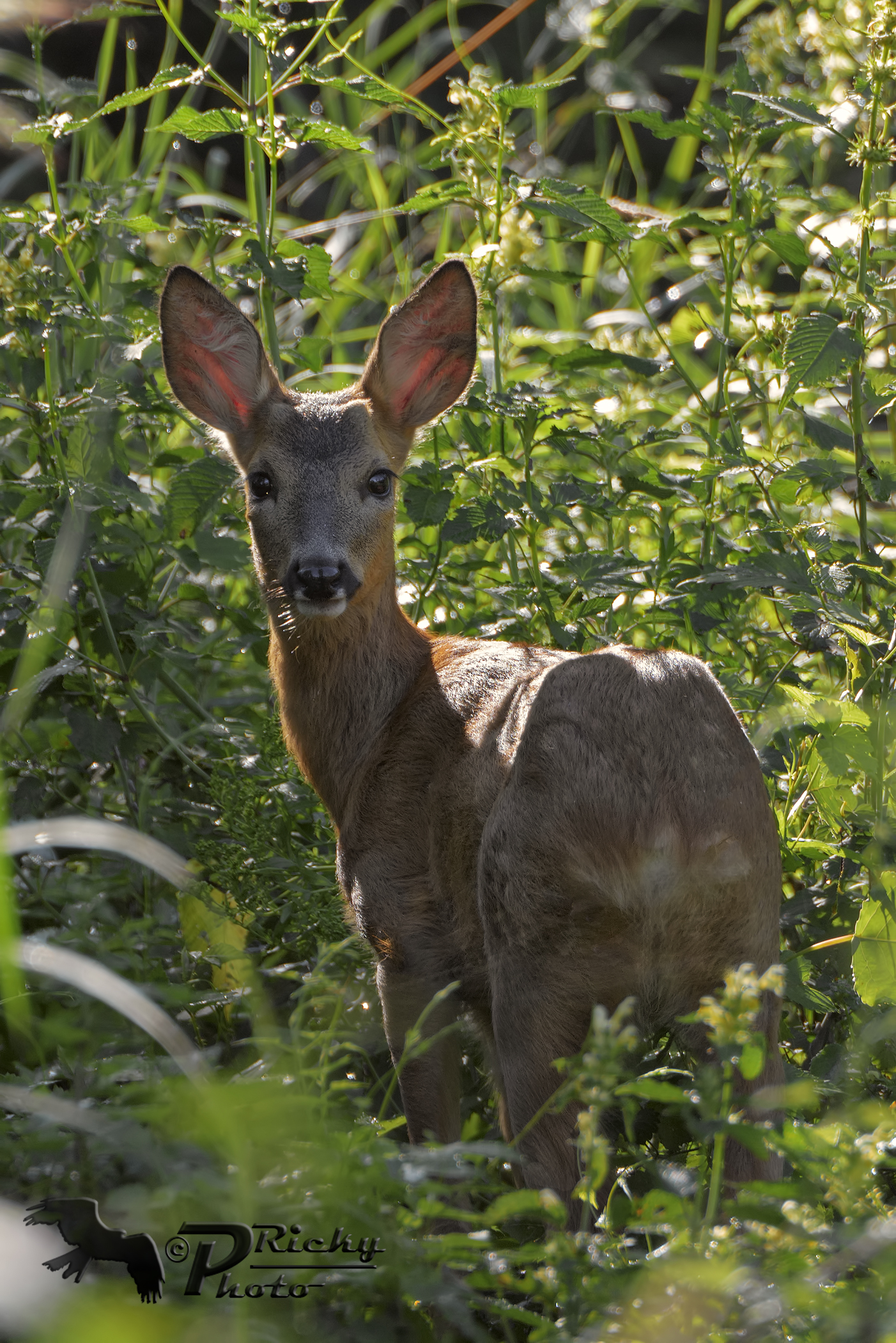 Unexpected encounter!