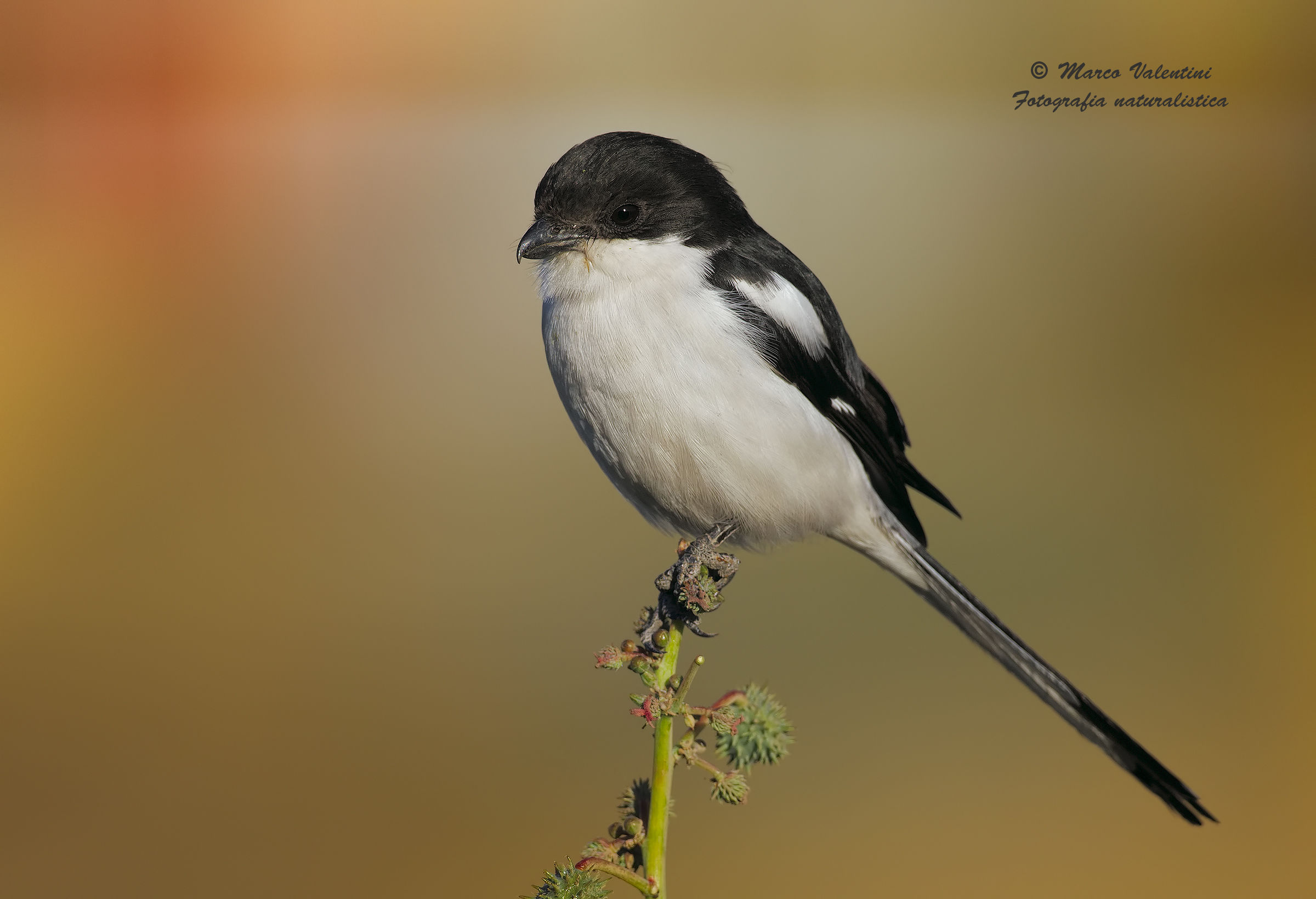 Shrike and colors