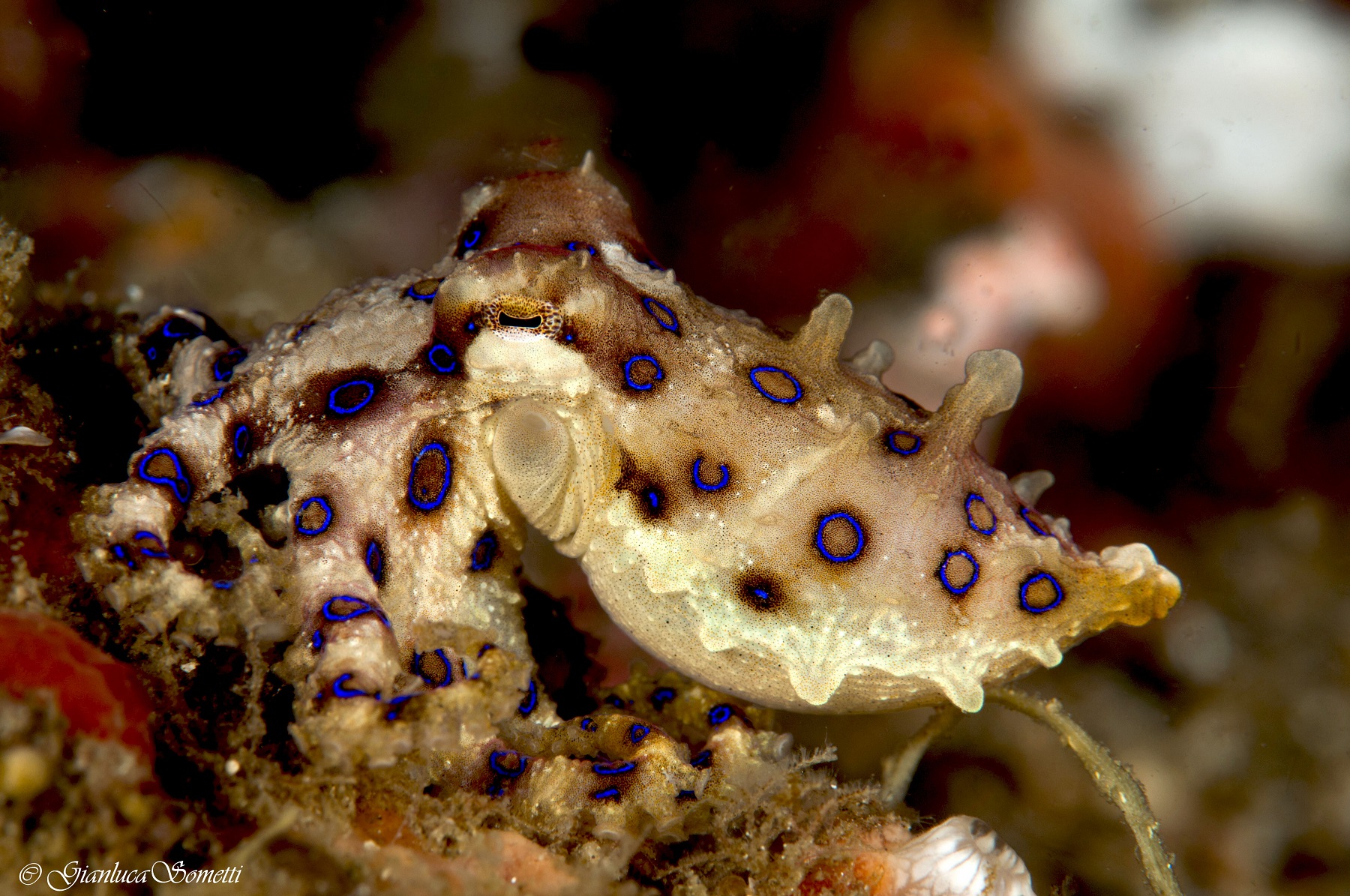 blue ring octopus