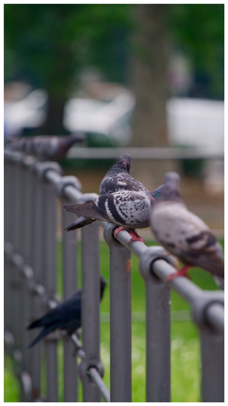 Pigeons