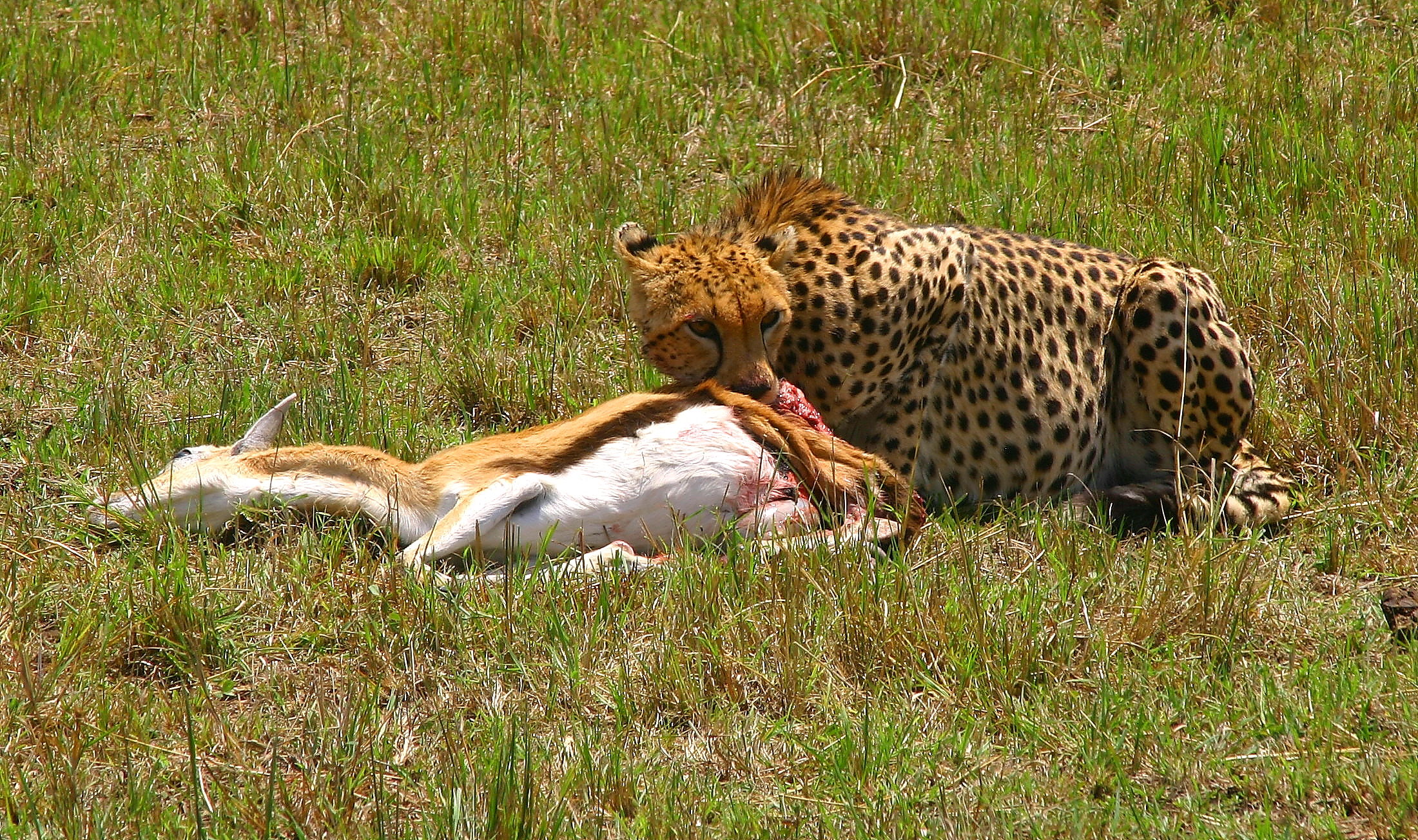 arrivani gli avvoltoi