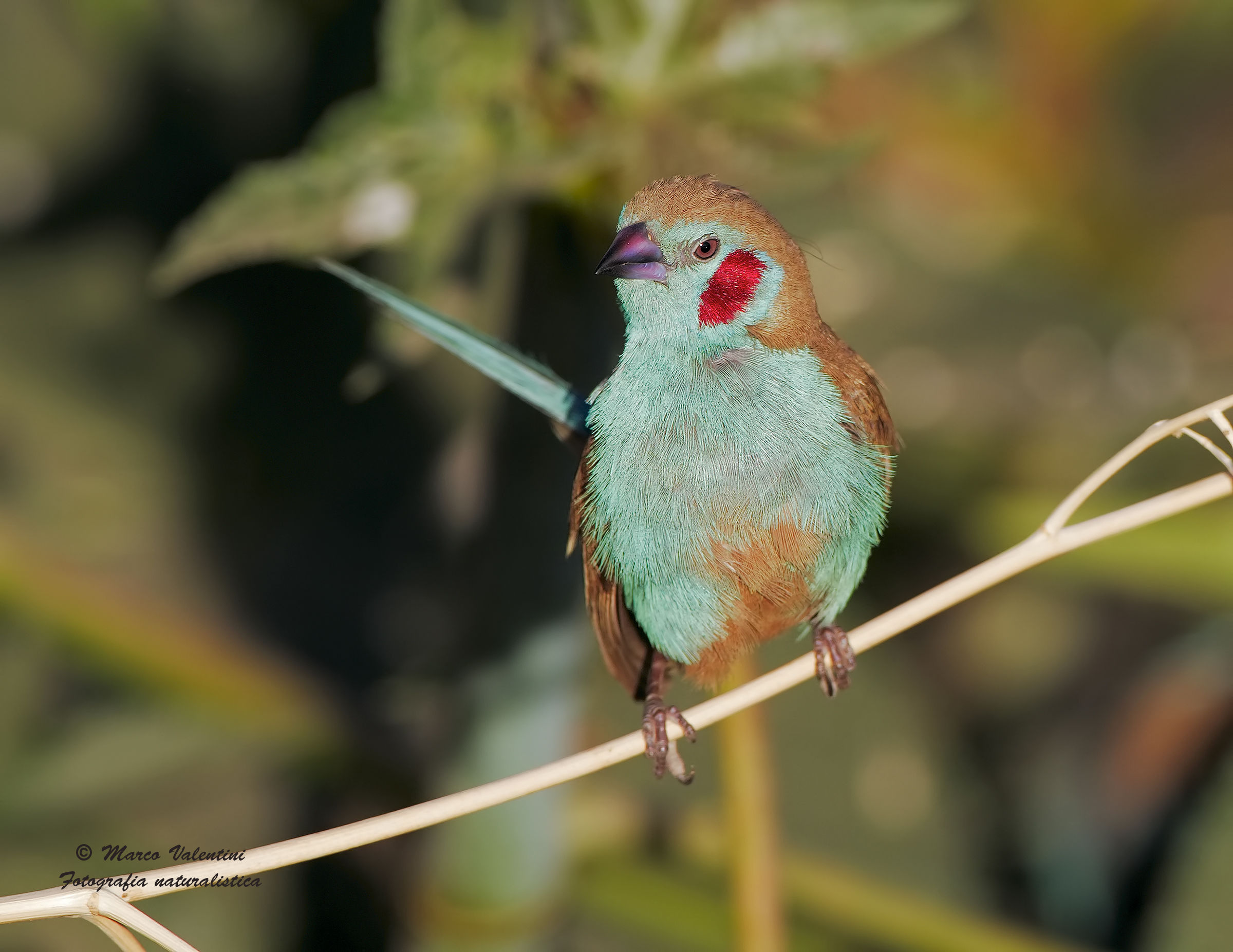 Cordon ble feather to feather