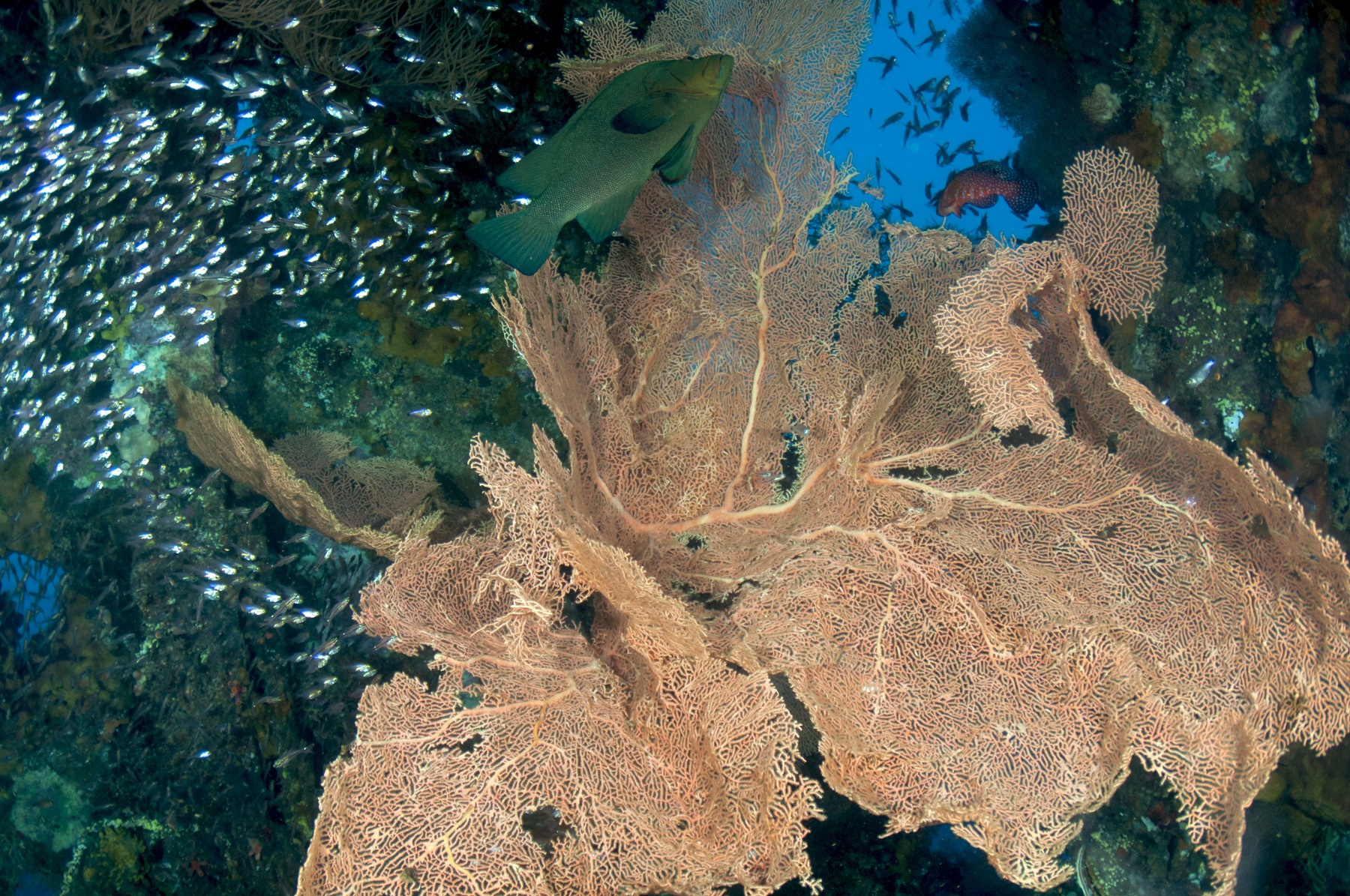 Paradise on the wreck