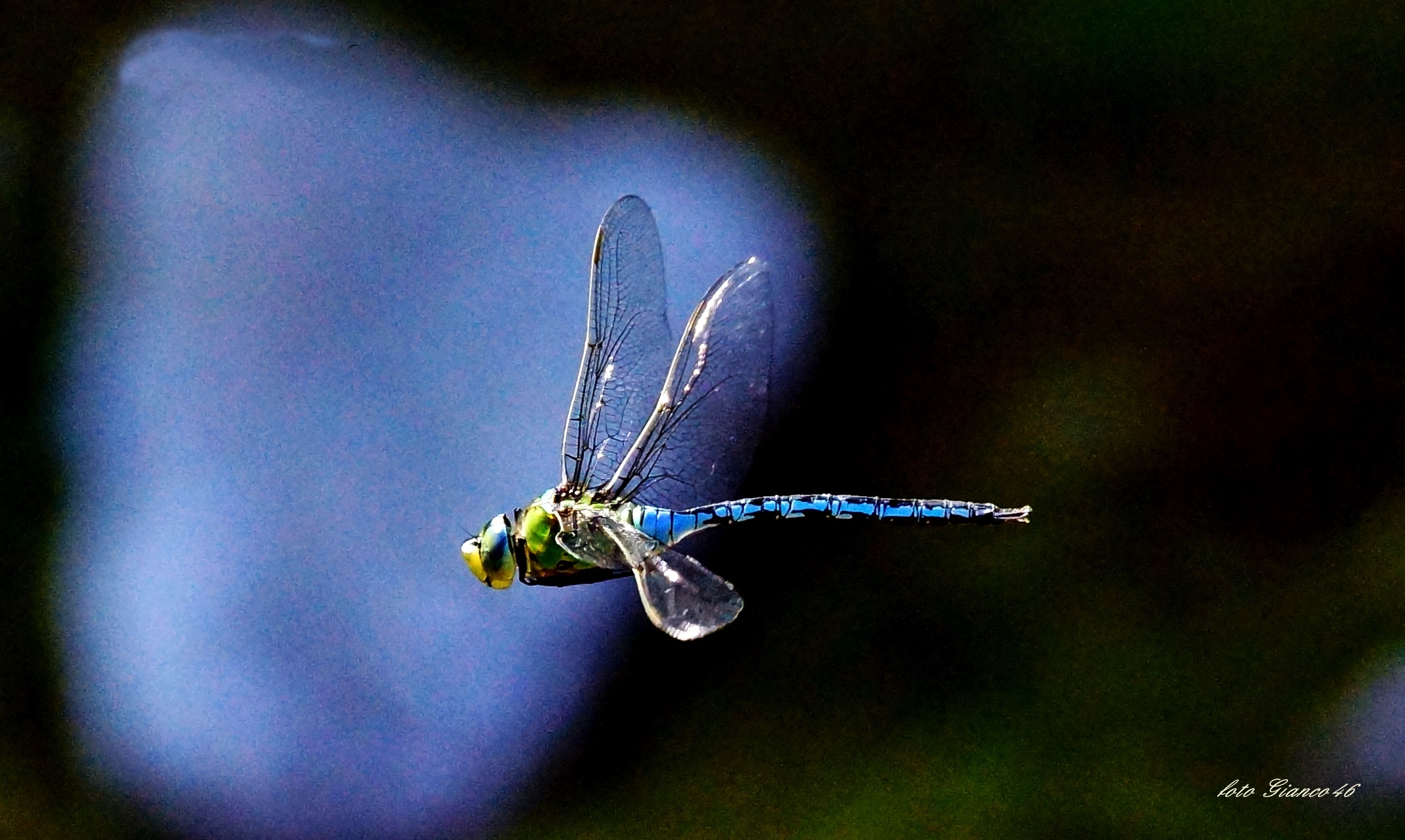 libellula in volo