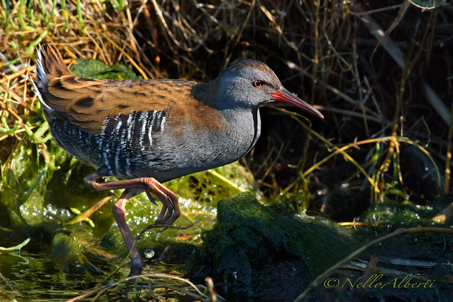 porciglione nov.2015