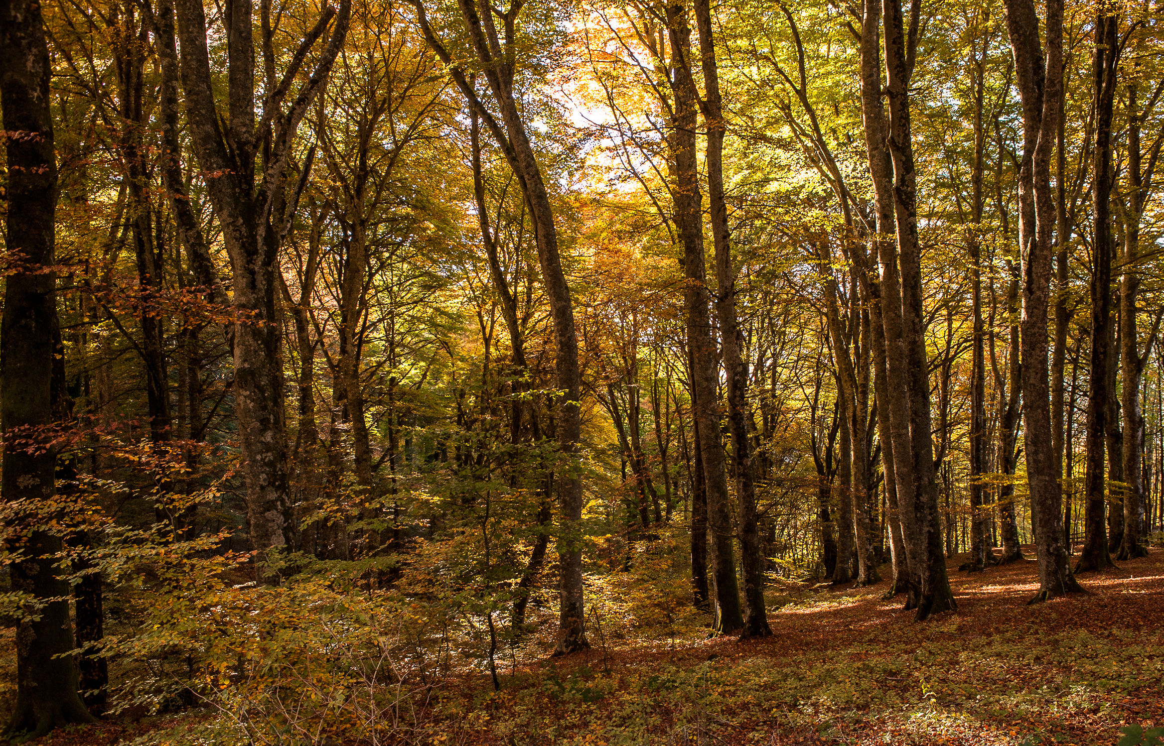 Faggeta Monti Cimini (Vt)-Autunno 2015