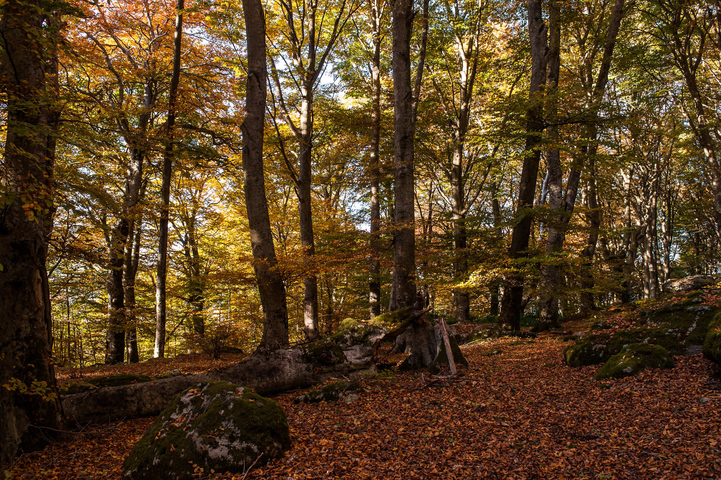 Faggeta Monti Cimini (Vt)-Autunno 2015