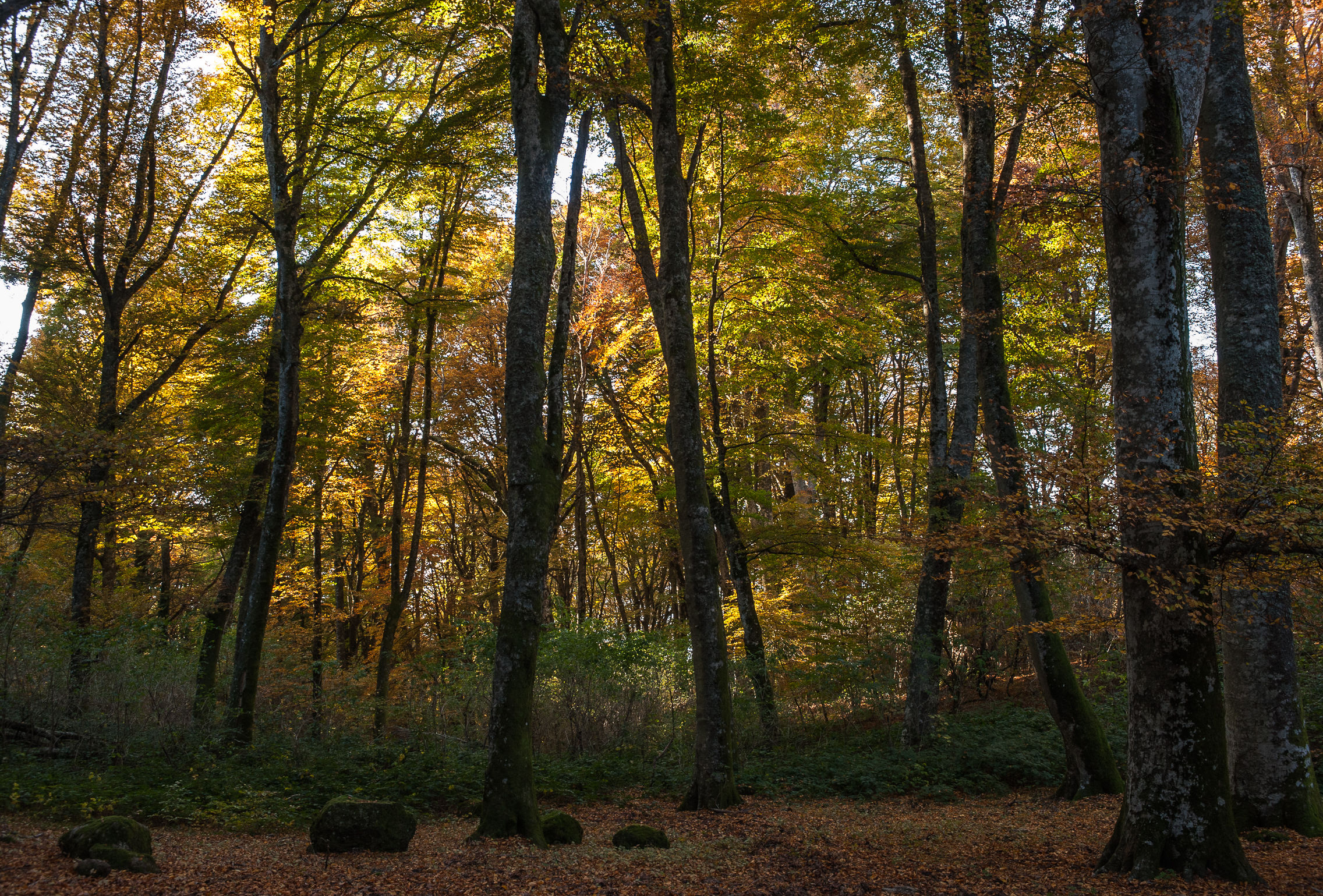 Faggeta Monti Cimini (Vt)-Autunno 2015
