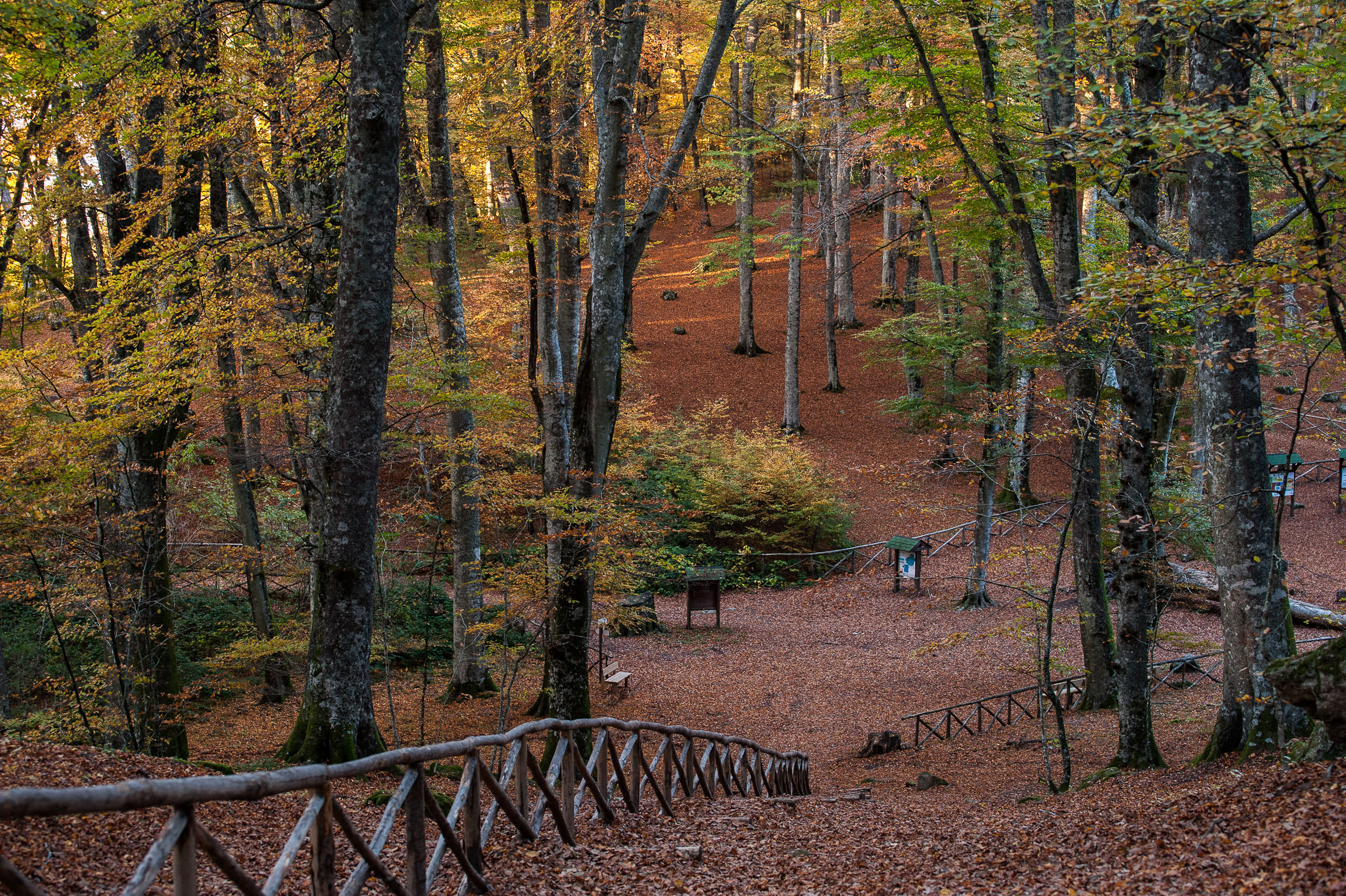 Faggeta Monti Cimini (Vt)-Autunno 2015