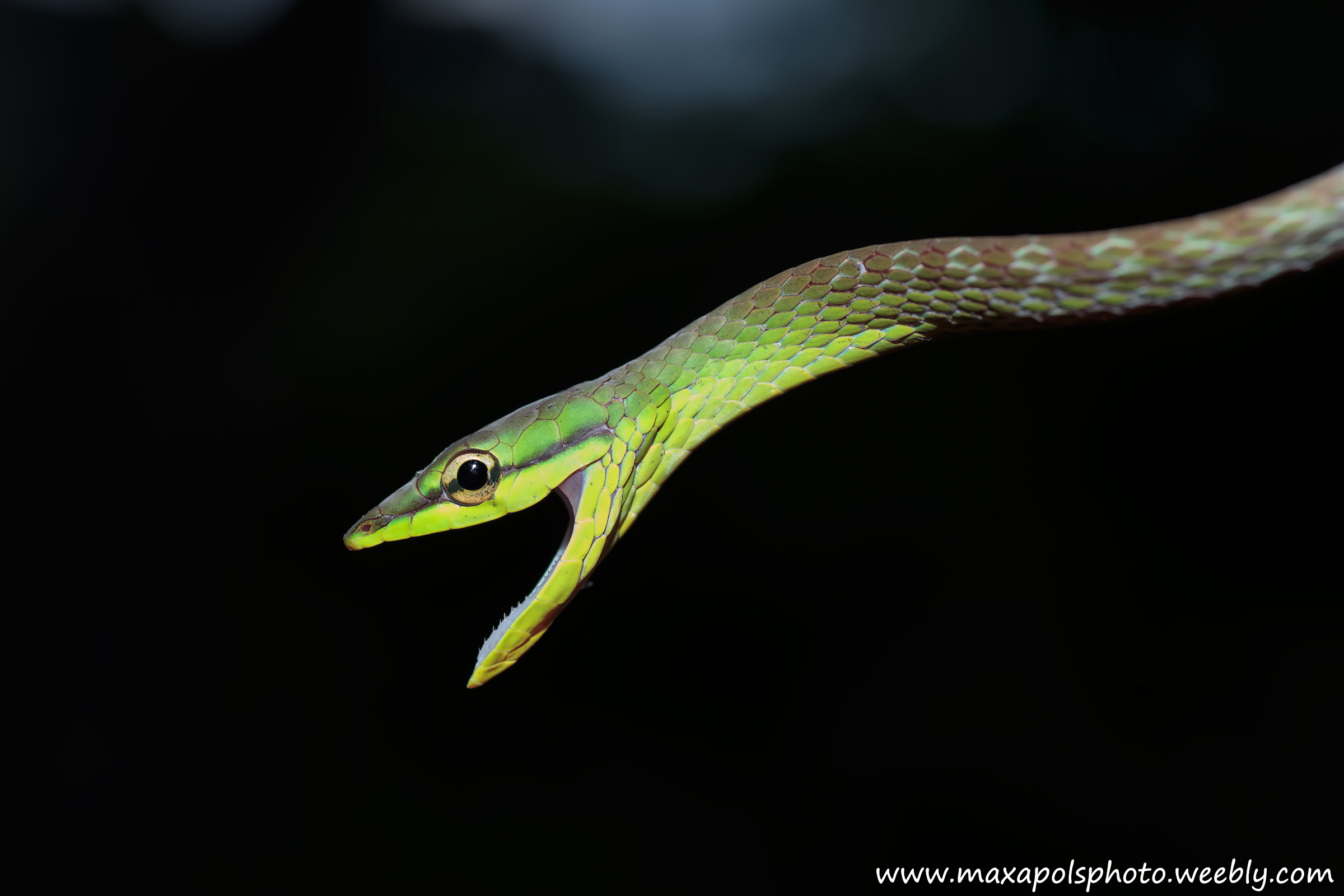 serpente pappagallo... arrabbiato!!