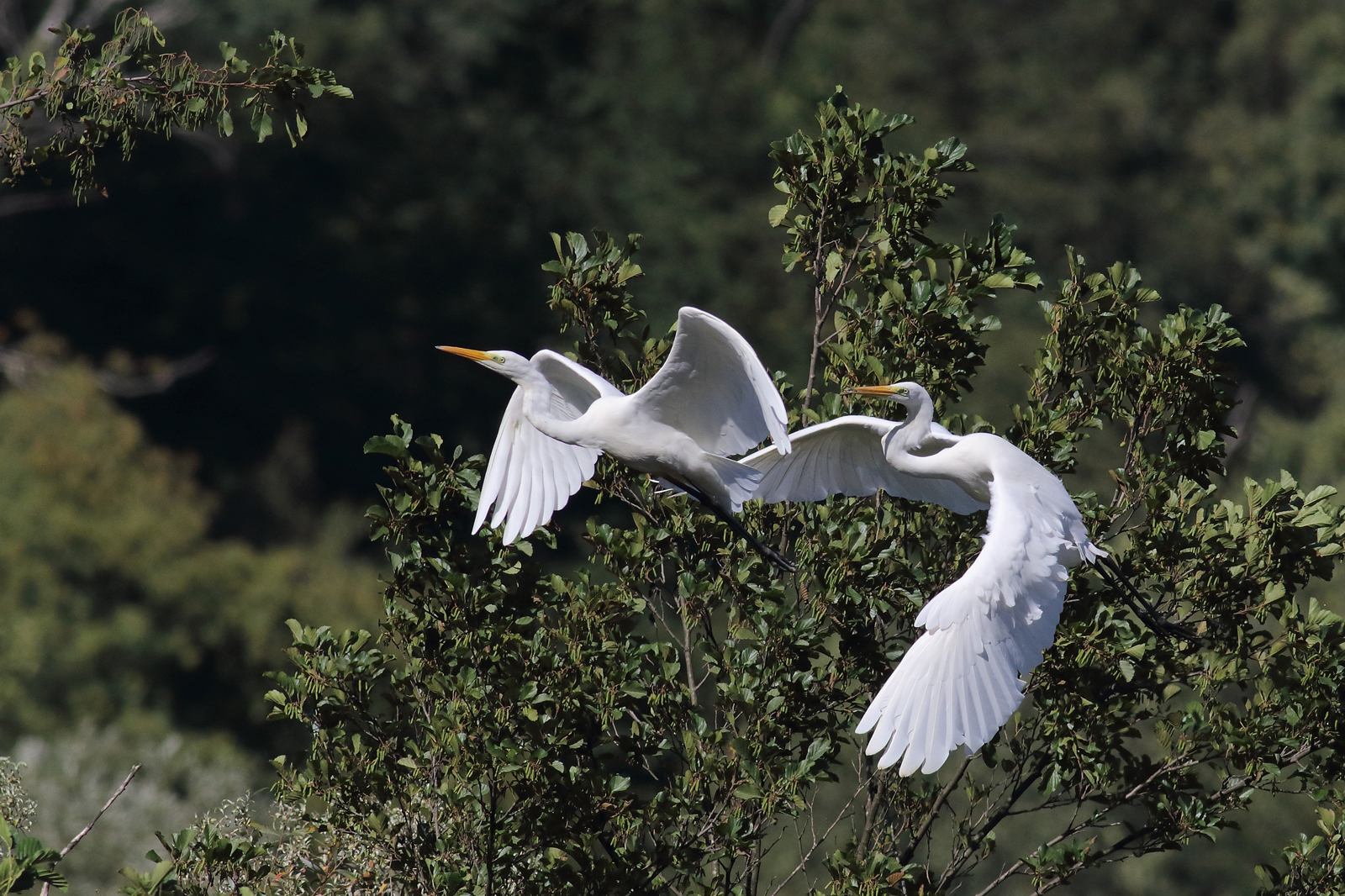 more herons in flight