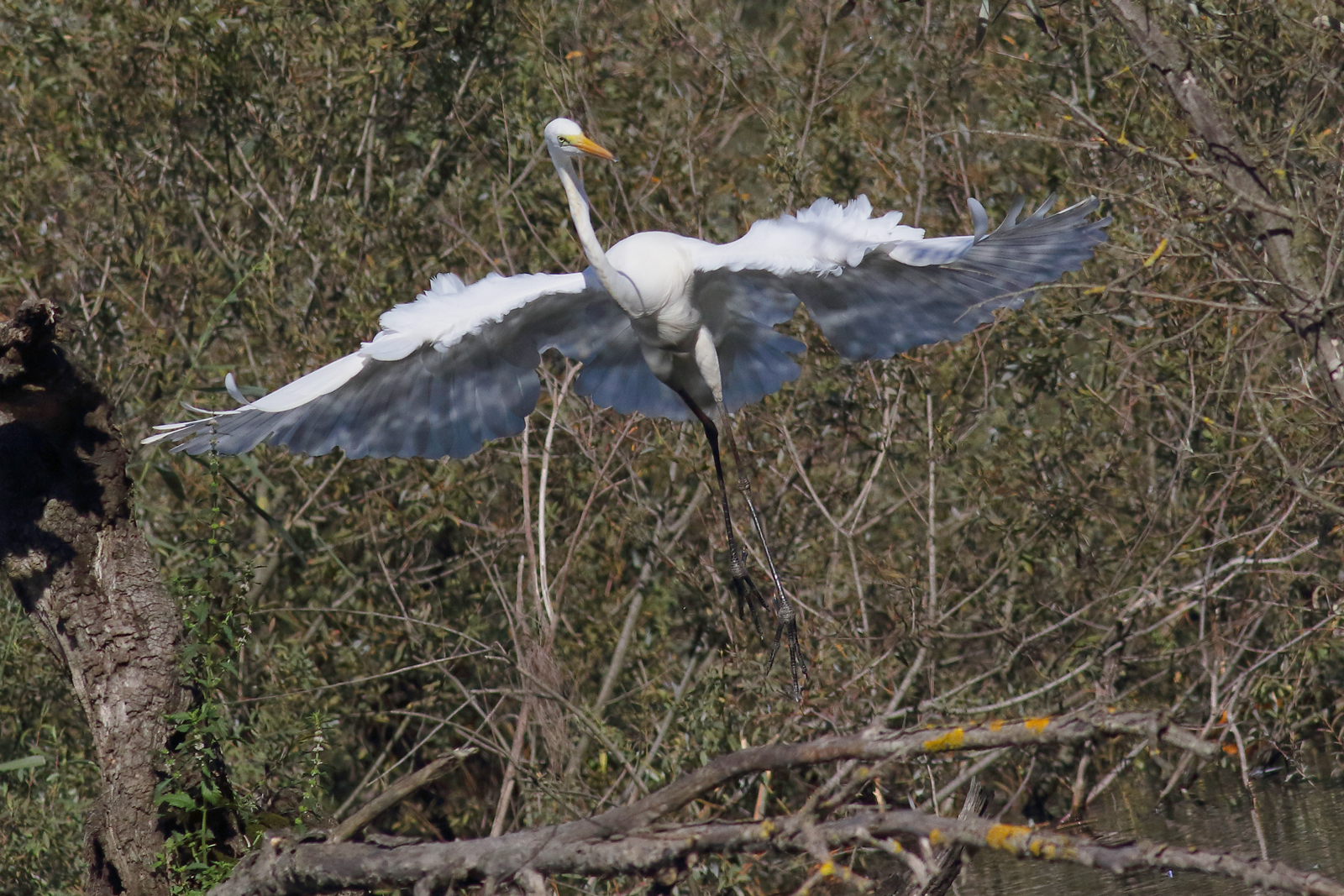 greater white heron