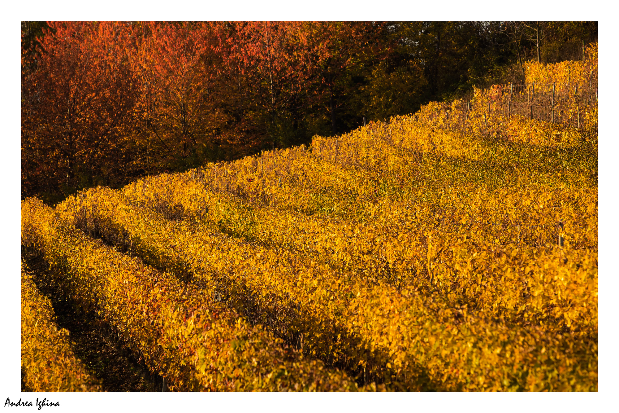 Magnifico autunno nelle Langhe.