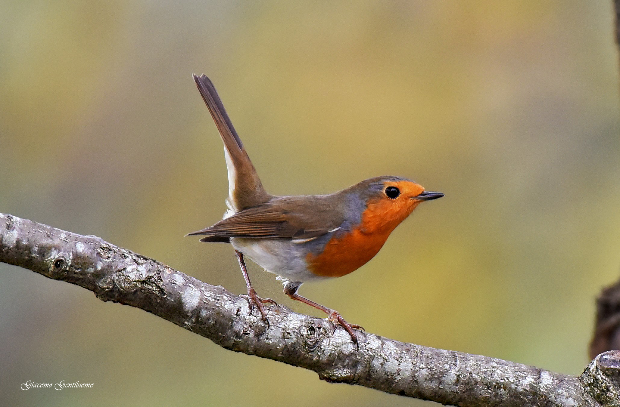 pettirosso coda ritta