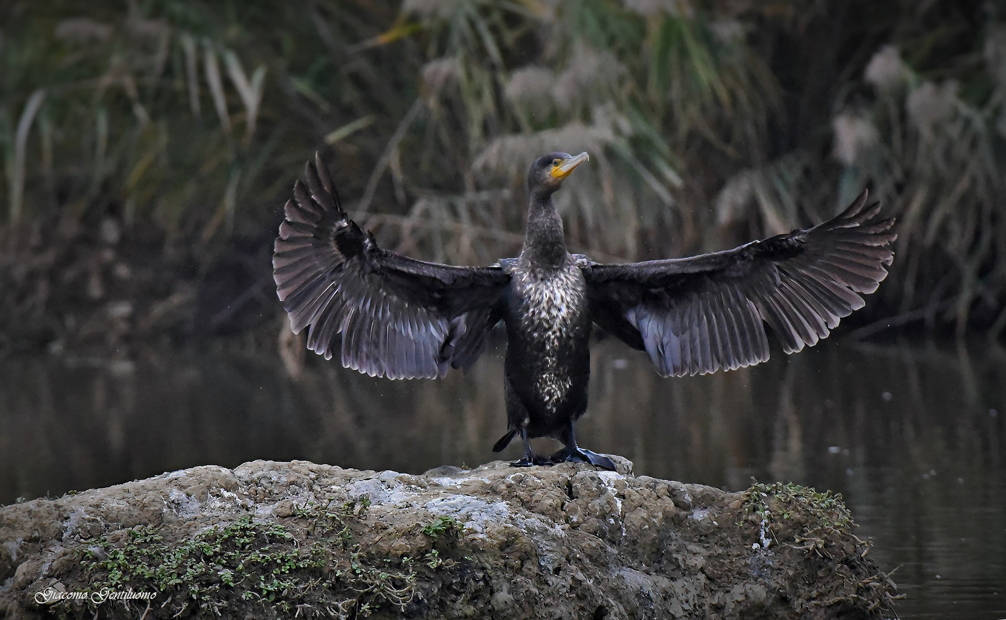 cormorano "evviva, sono arrivato primo"