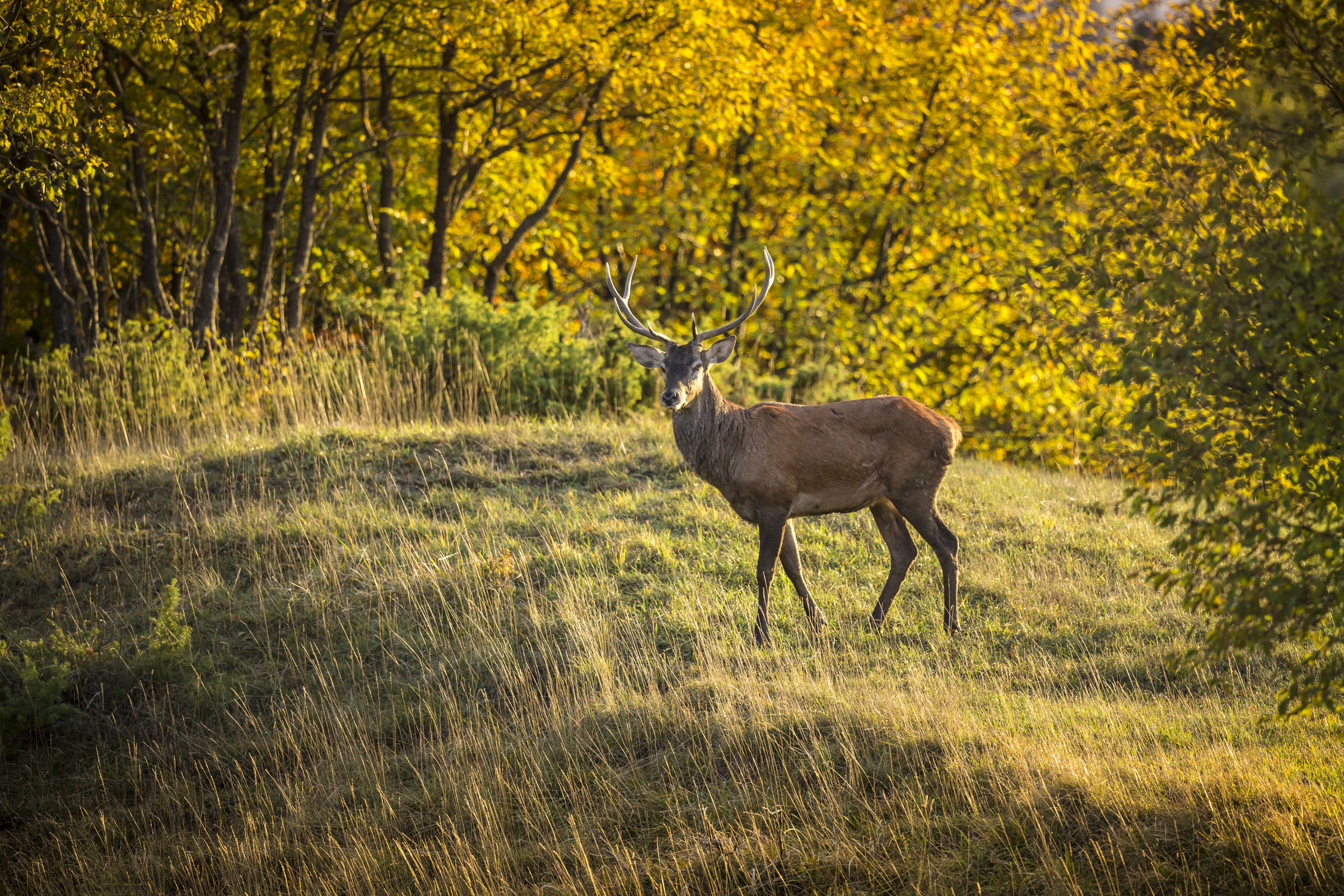 Cervus elaphus (Red Deer)