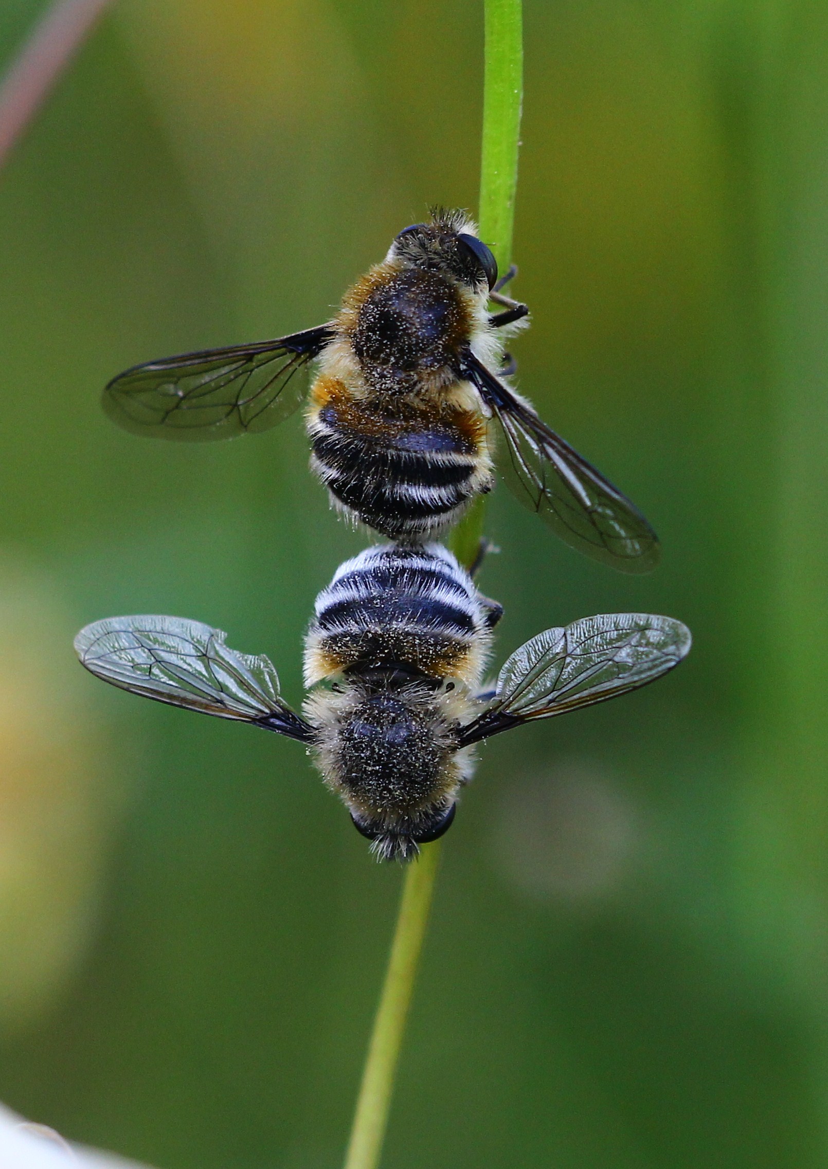 joint ..............