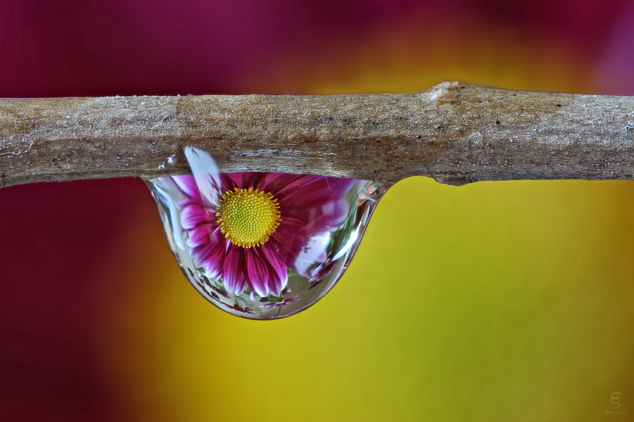 Chrysanthemum reflection