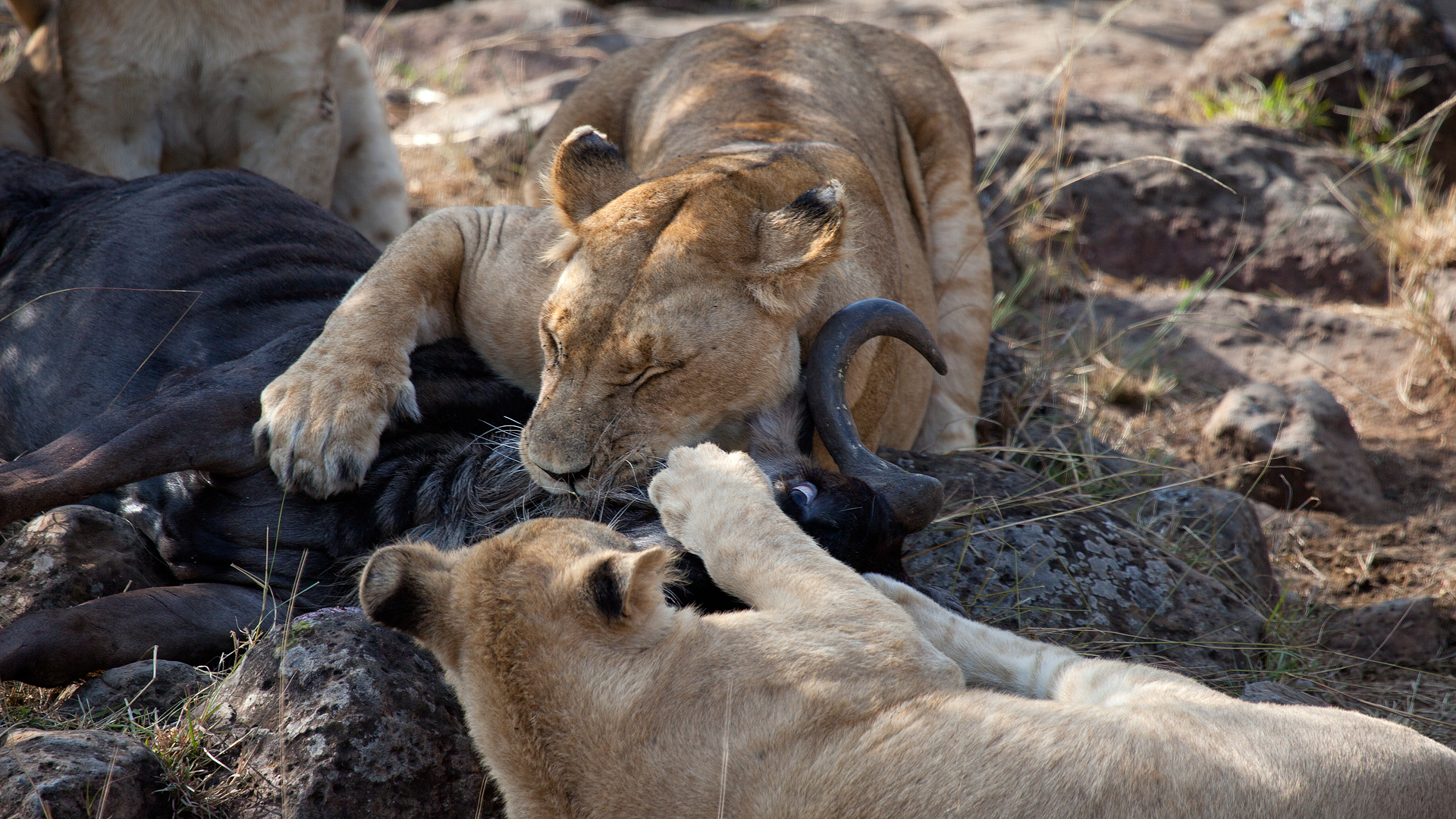 Scuola per leoni 4: soffocamento