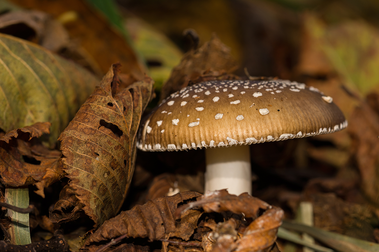 Amanita