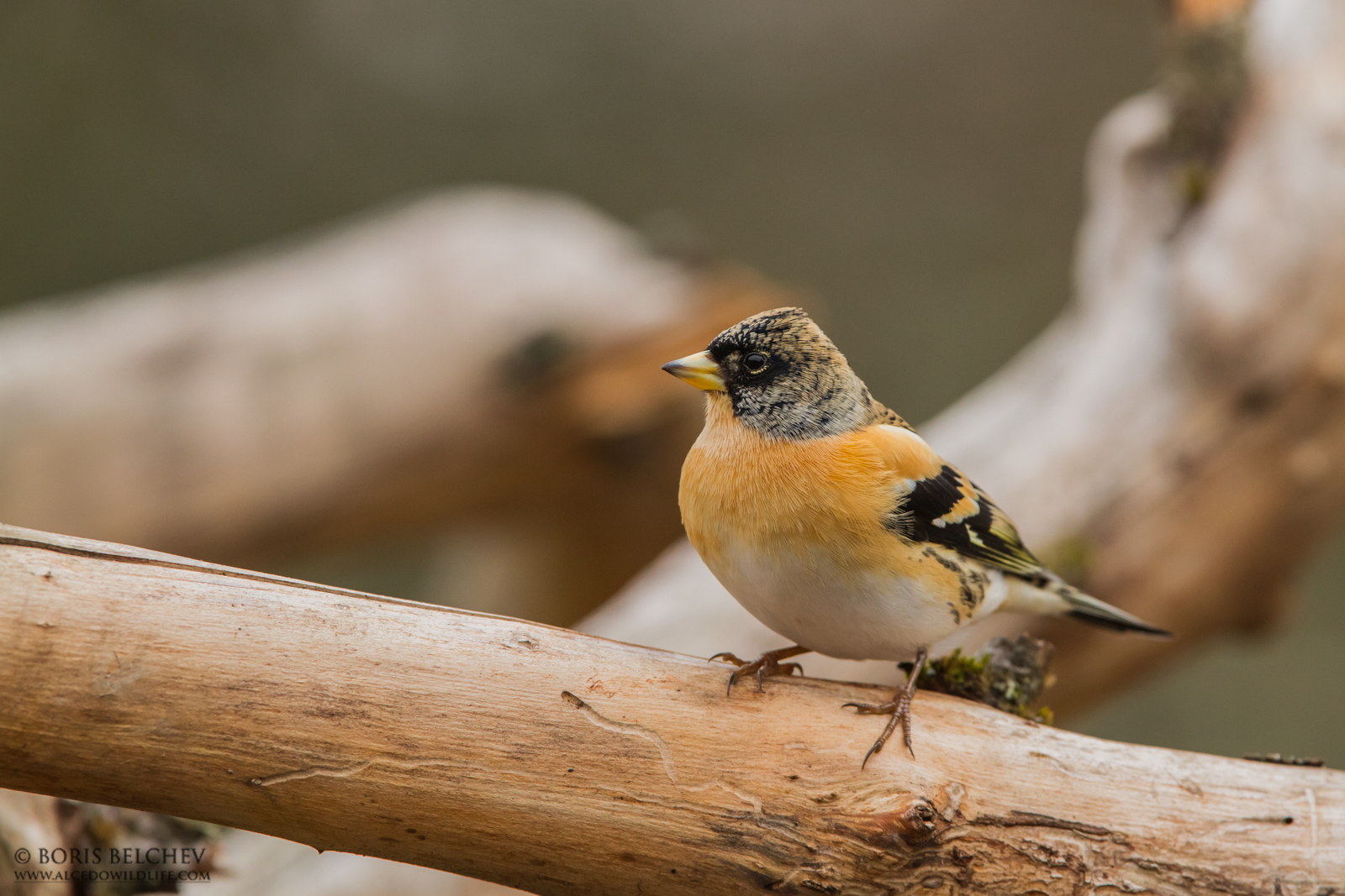 Peppola (Fringilla montifringilla) maschile