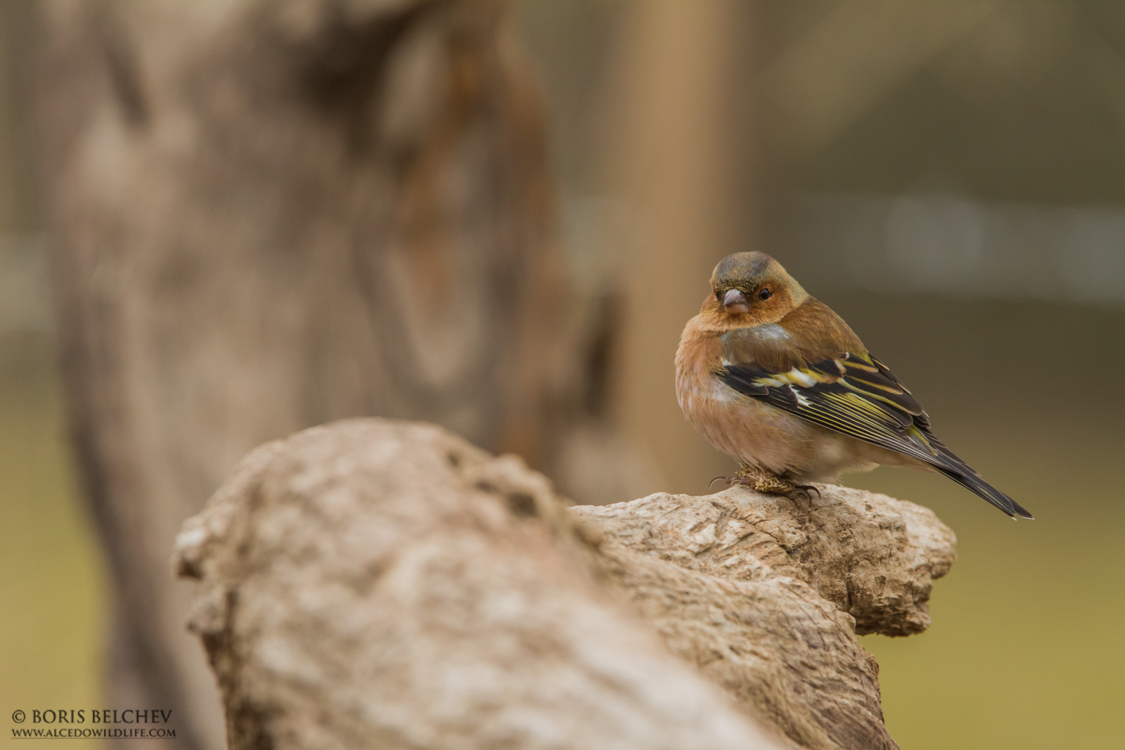 Fringuello (Fringilla coelebs)