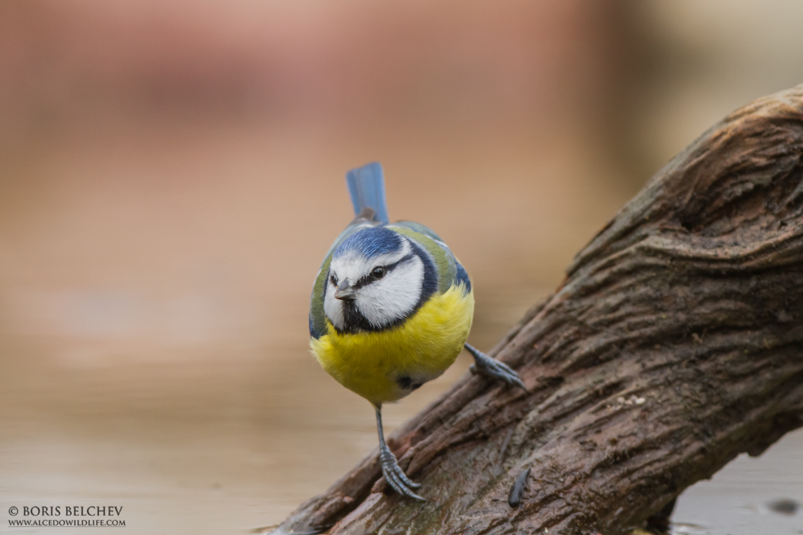 Cinciarella (Cyanystes caeruleus)