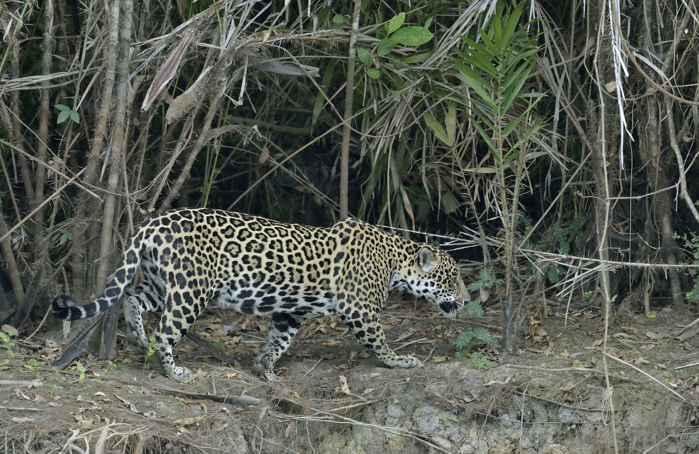 Pantanal 2015 - Jaguar