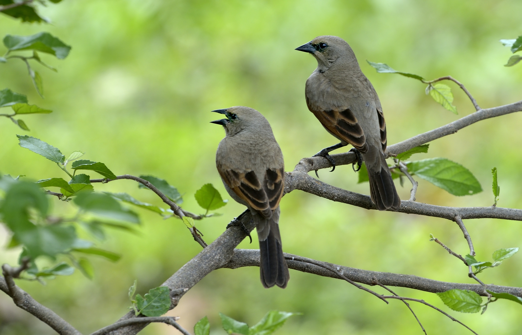 Pantanal 2015 - ??????