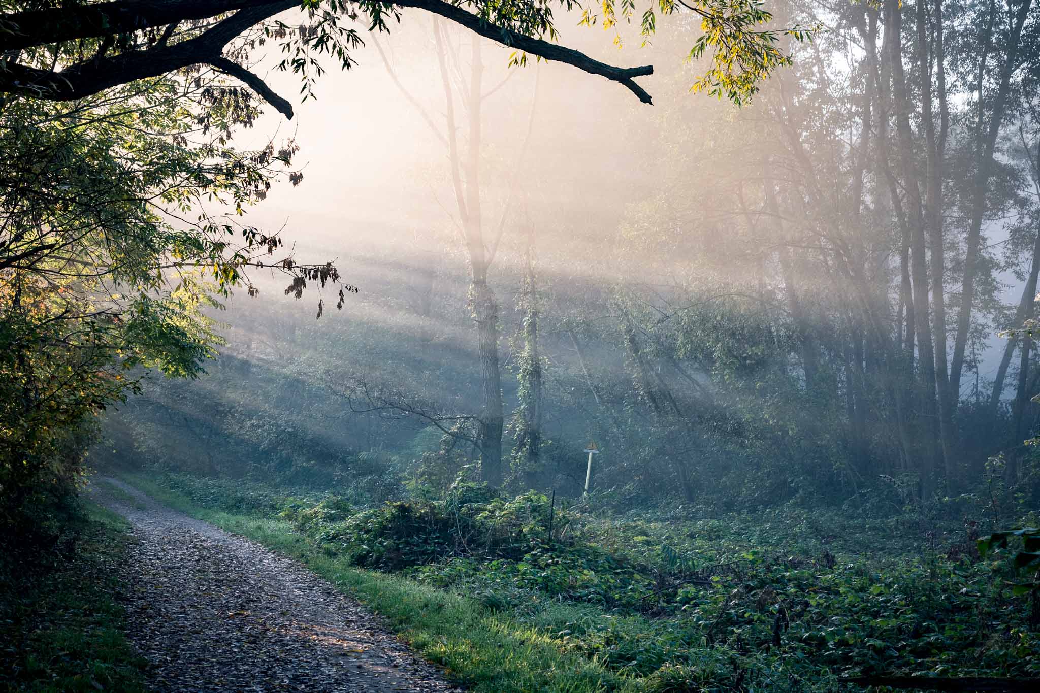 The Enchanted Forest