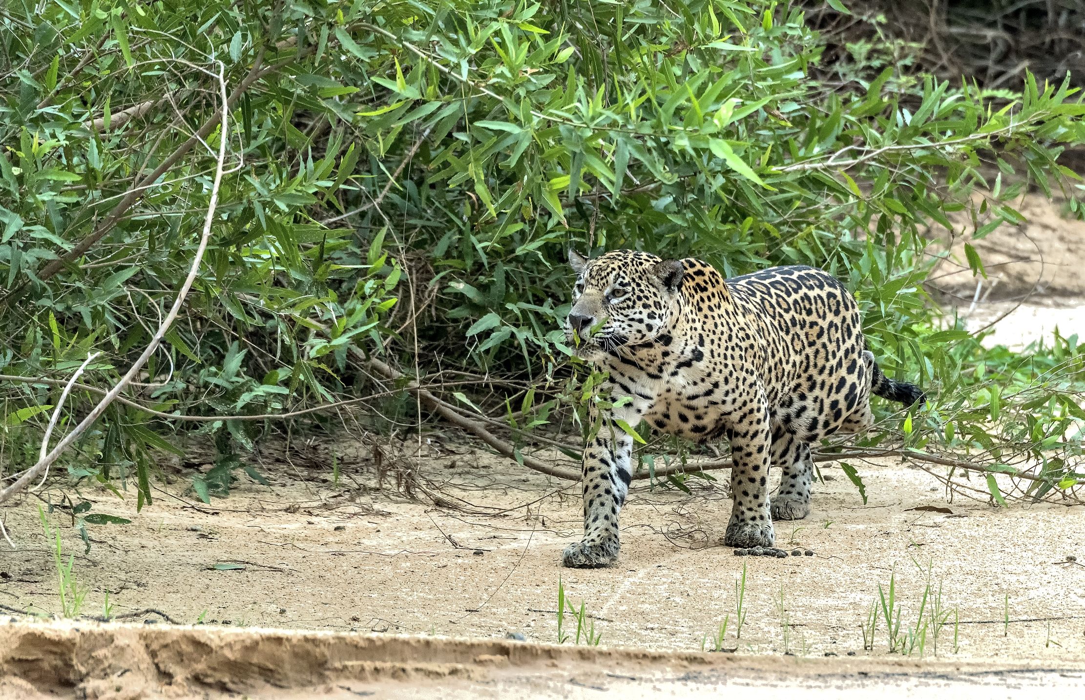 Pantanal 2015 - Jaguar