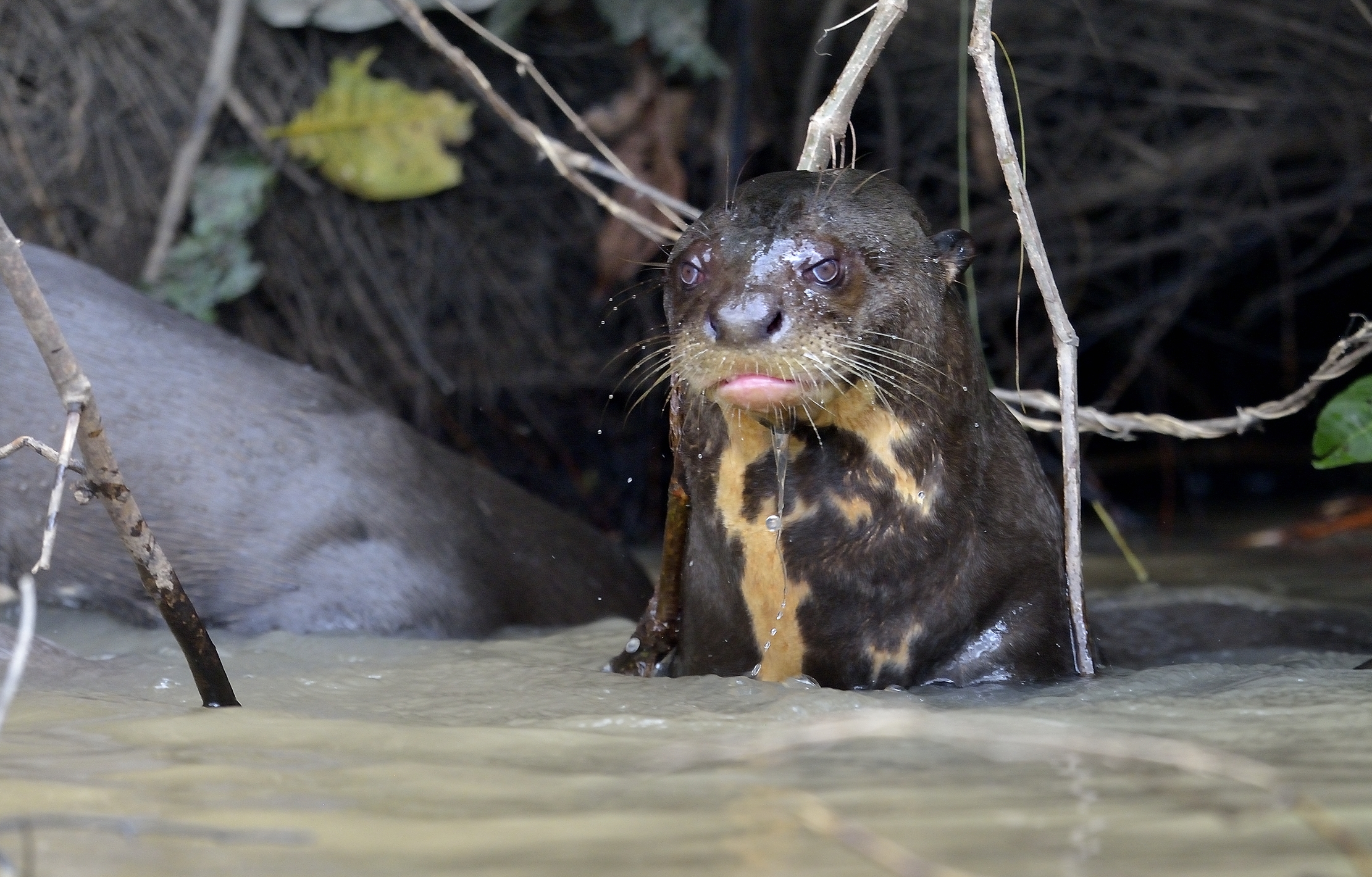 Pantanal 2015 - Lontra gigante