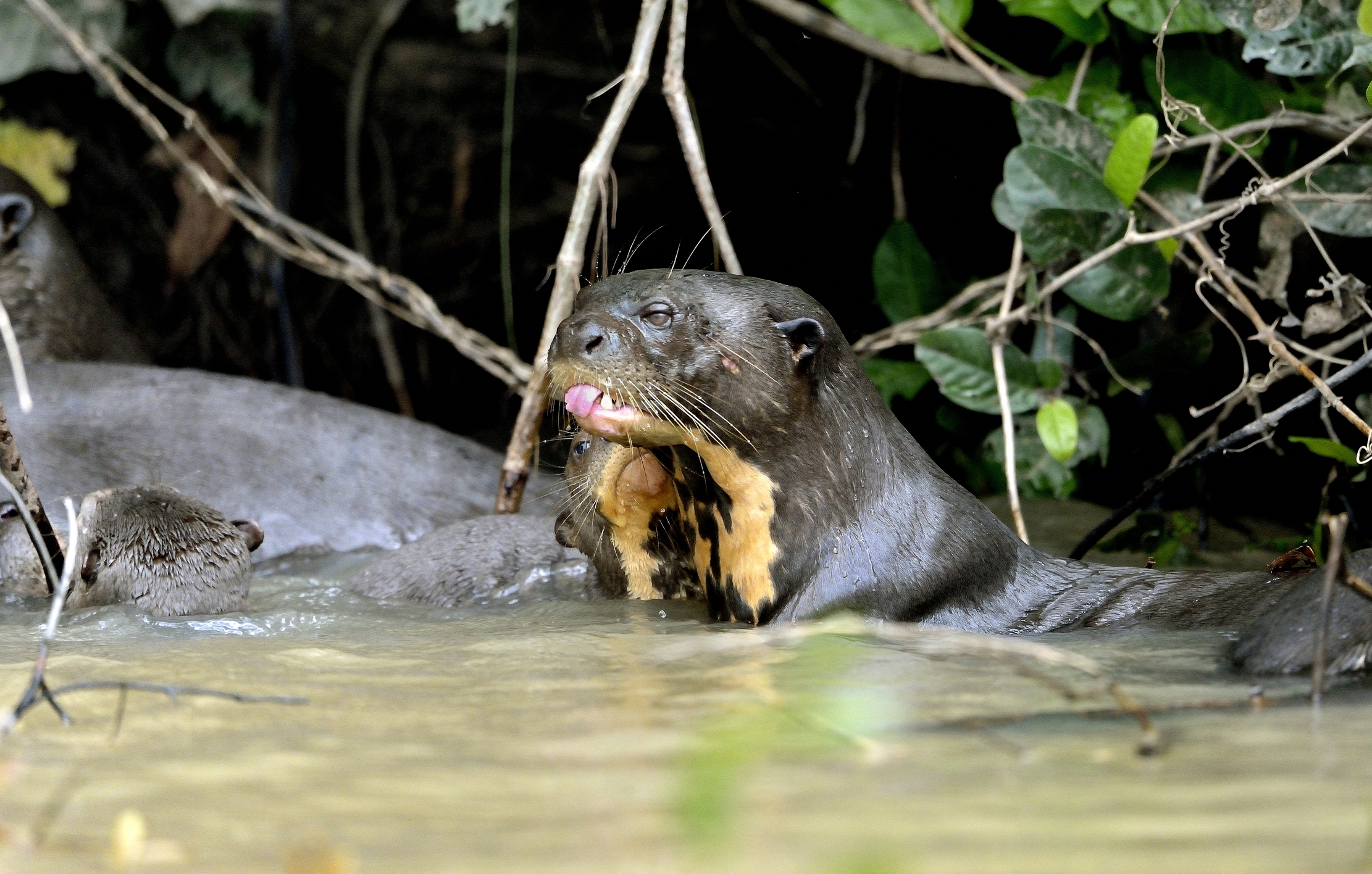 Pantanal 2015 - Lontra gigante