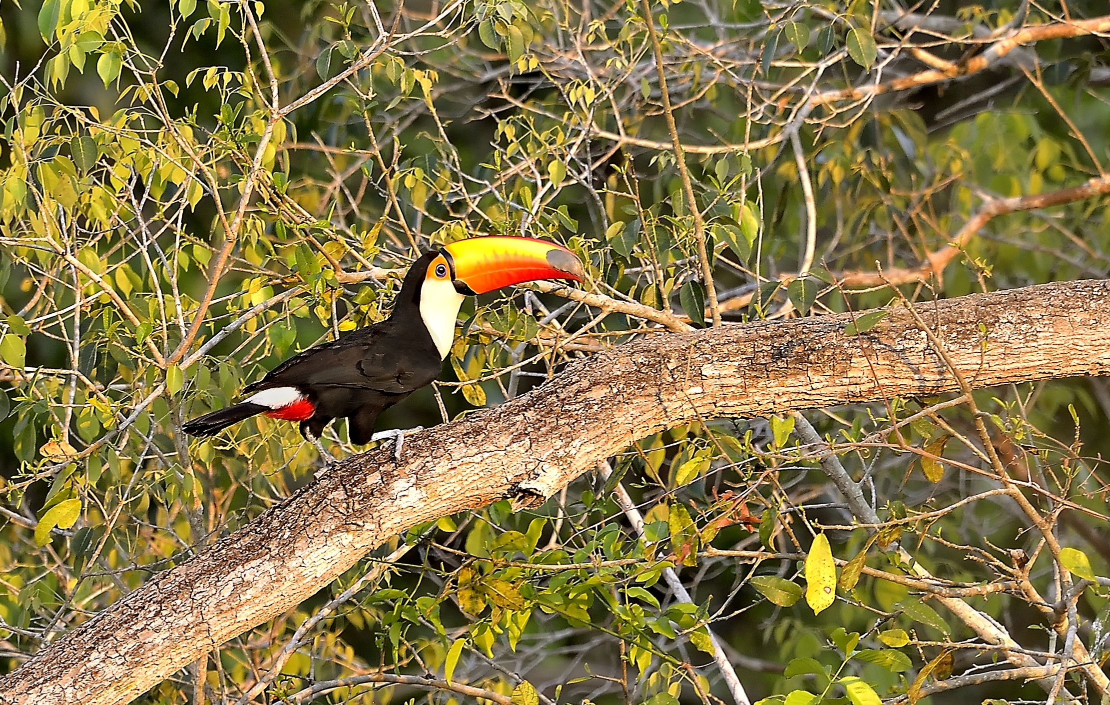 Pantanal 2015 - Tucano