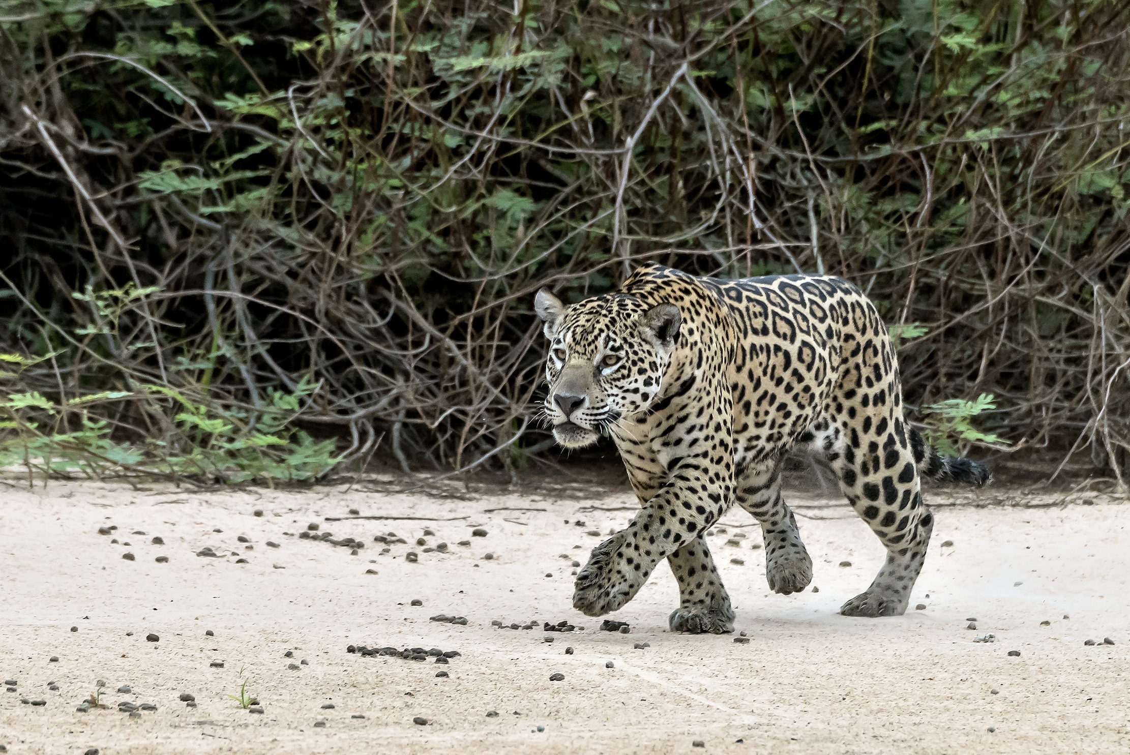 Pantanal 2015 - Jaguar